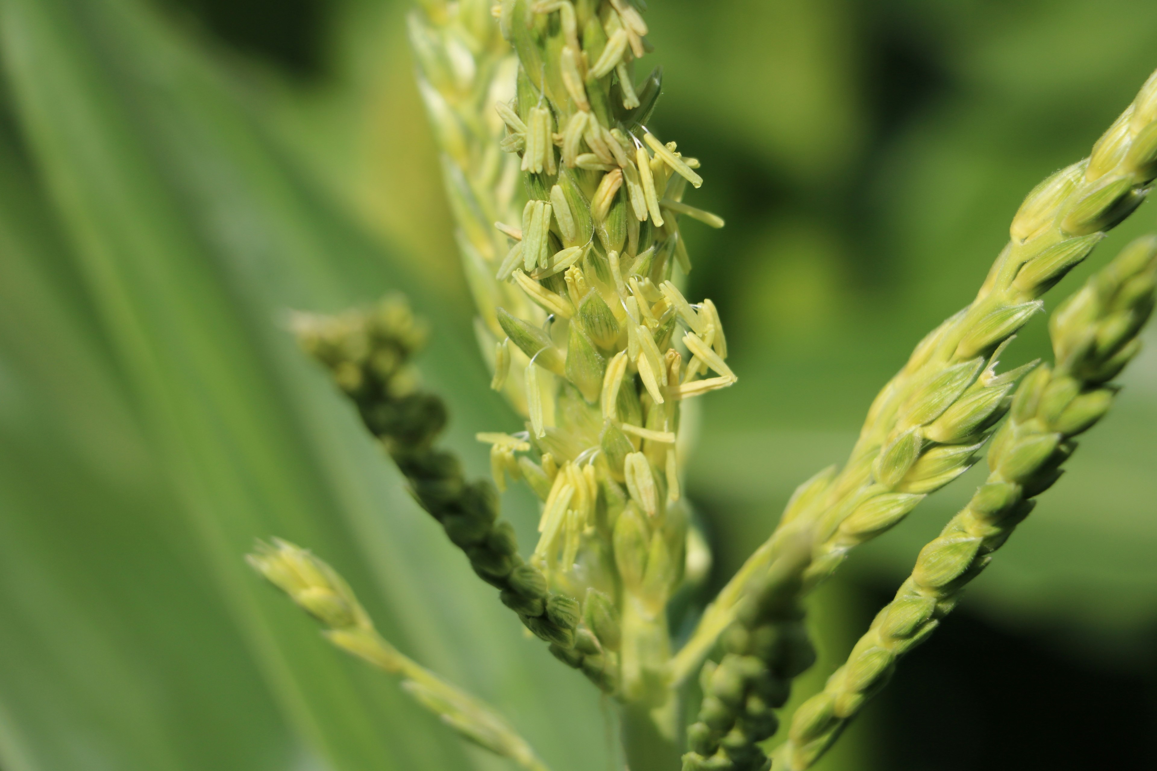 Close-up spikelet padi hijau