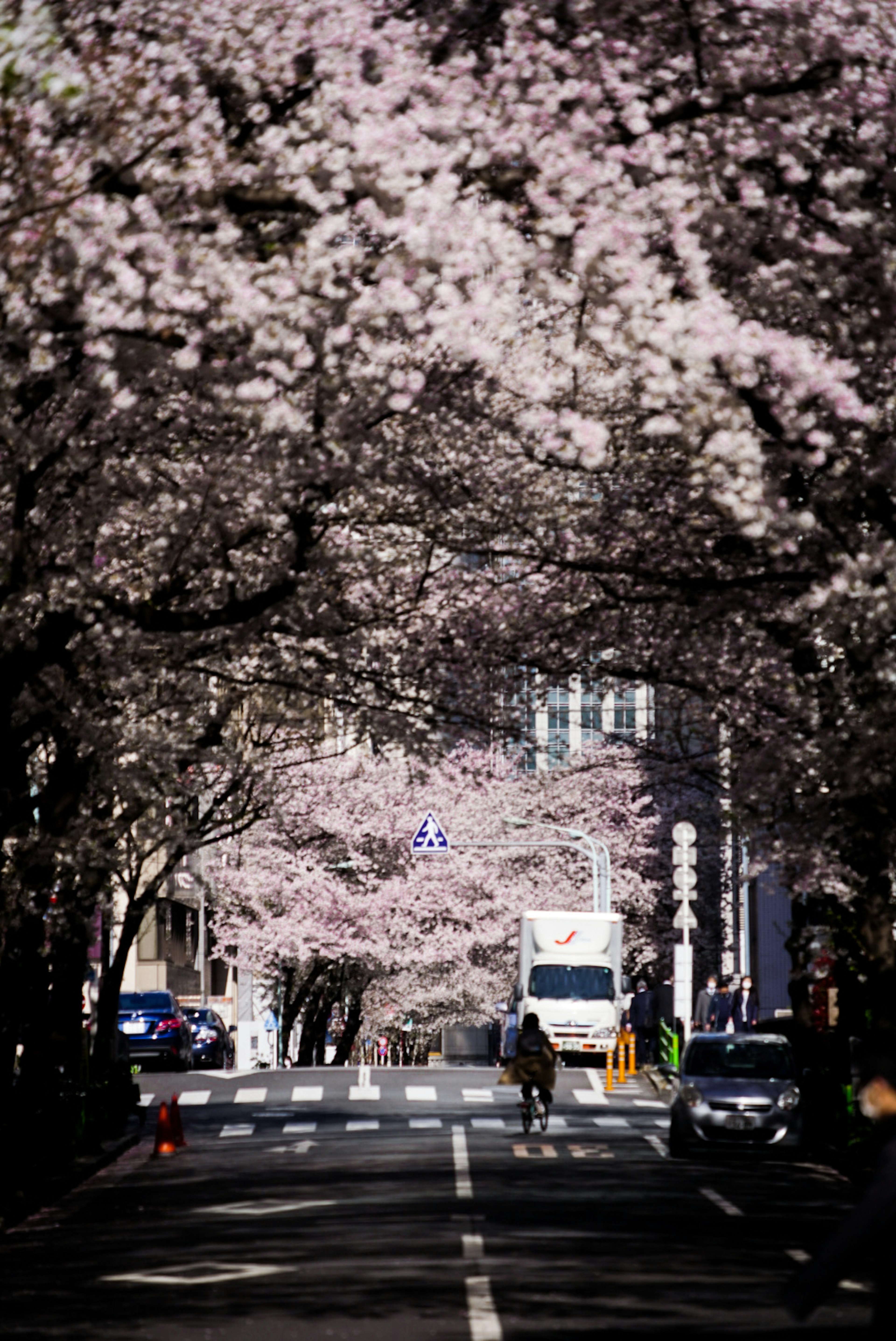 桜の木が並ぶ通りの風景