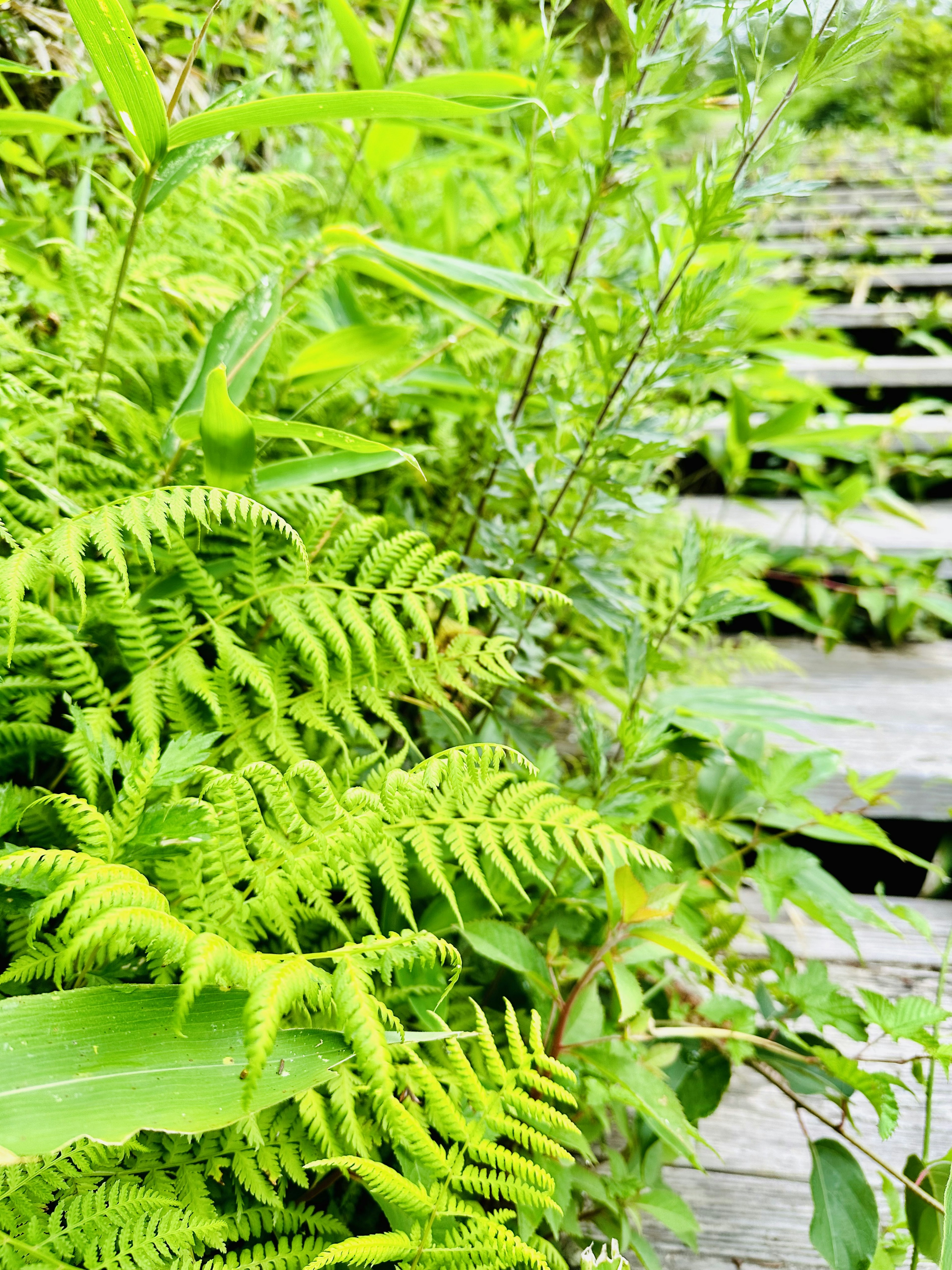 緑豊かなシダ植物と木製の階段がある風景