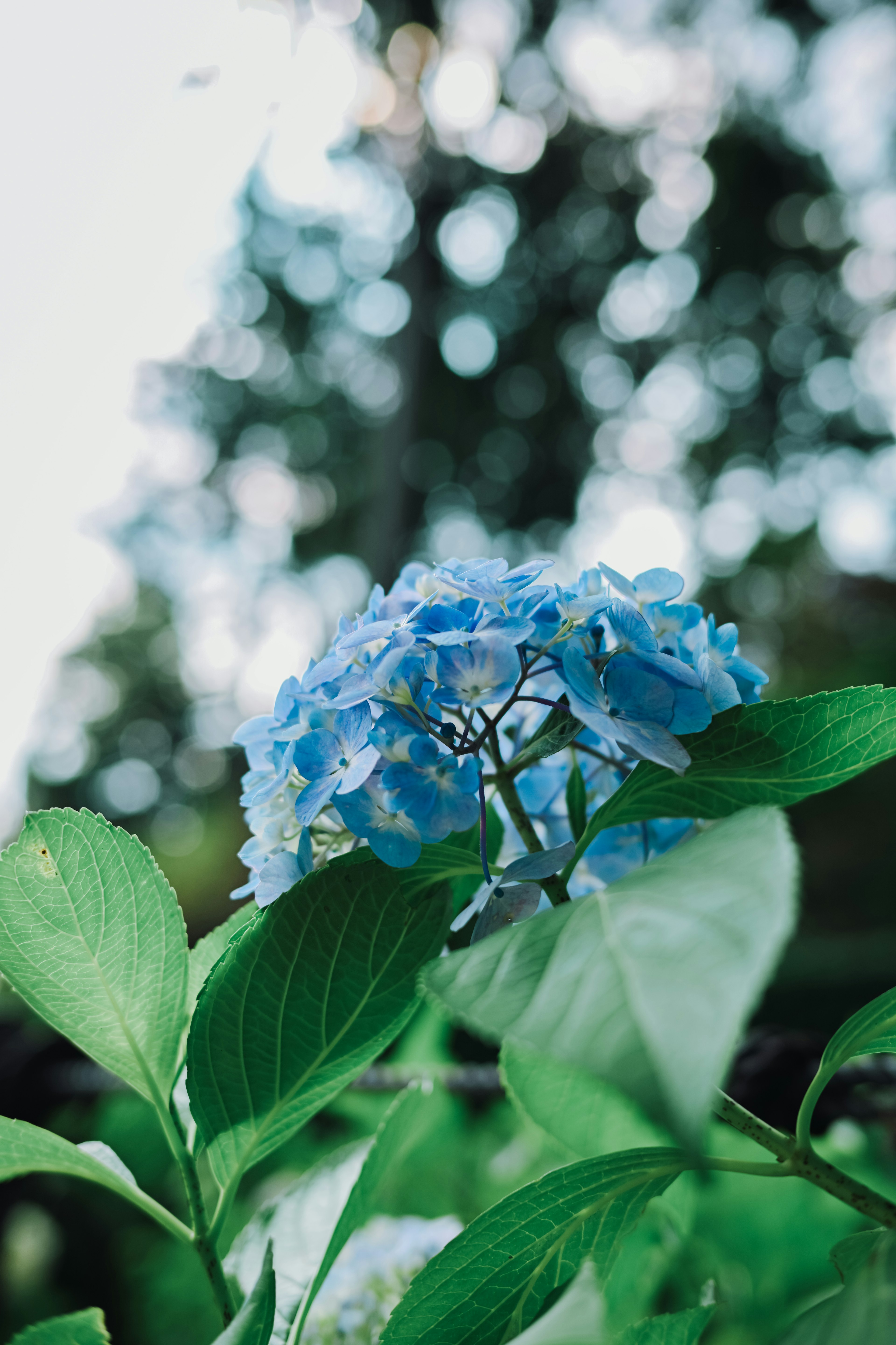 青い花と緑の葉がある美しい植物のクローズアップ