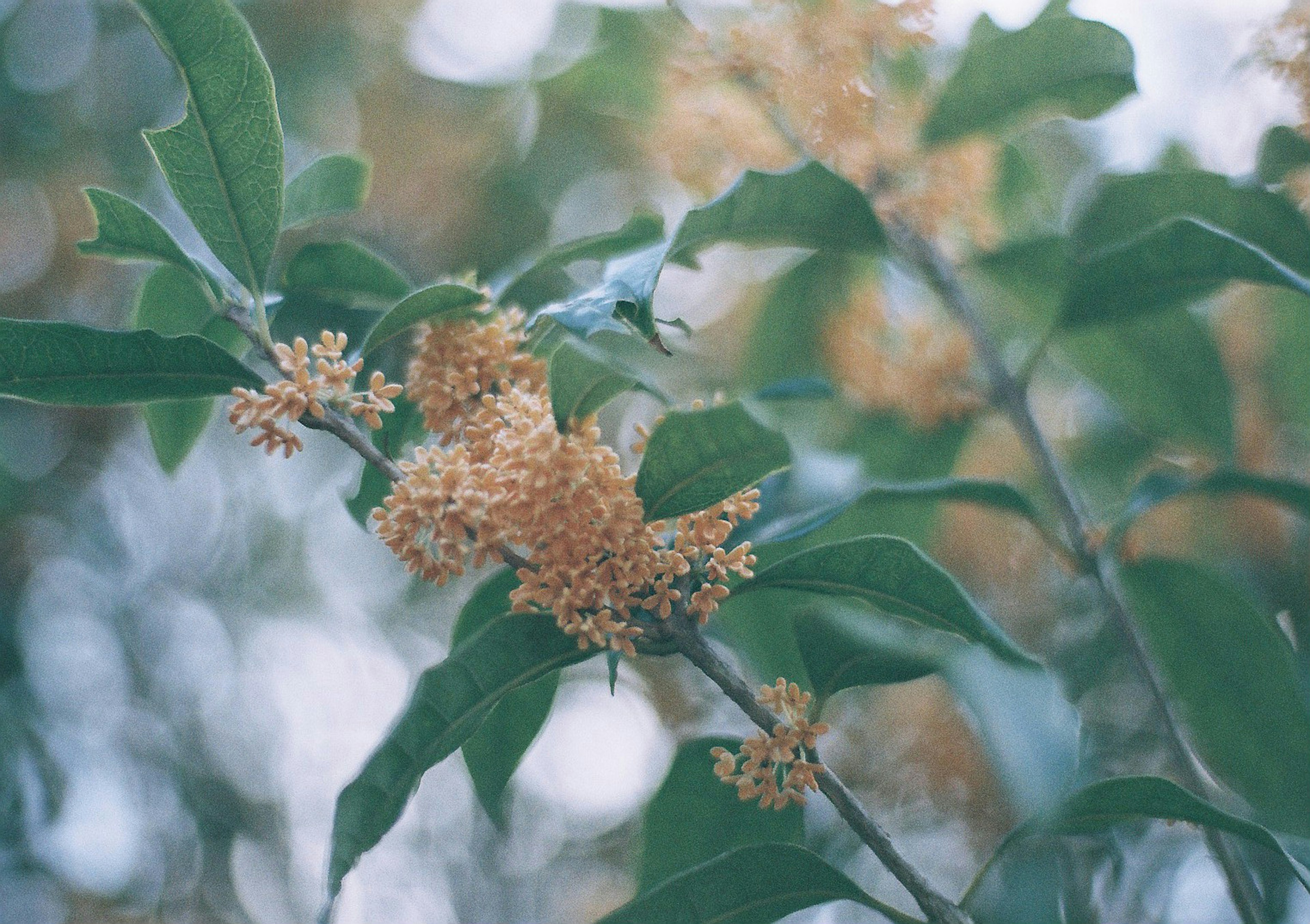 金色の花を持つ緑の葉が特徴的な植物の近接写真