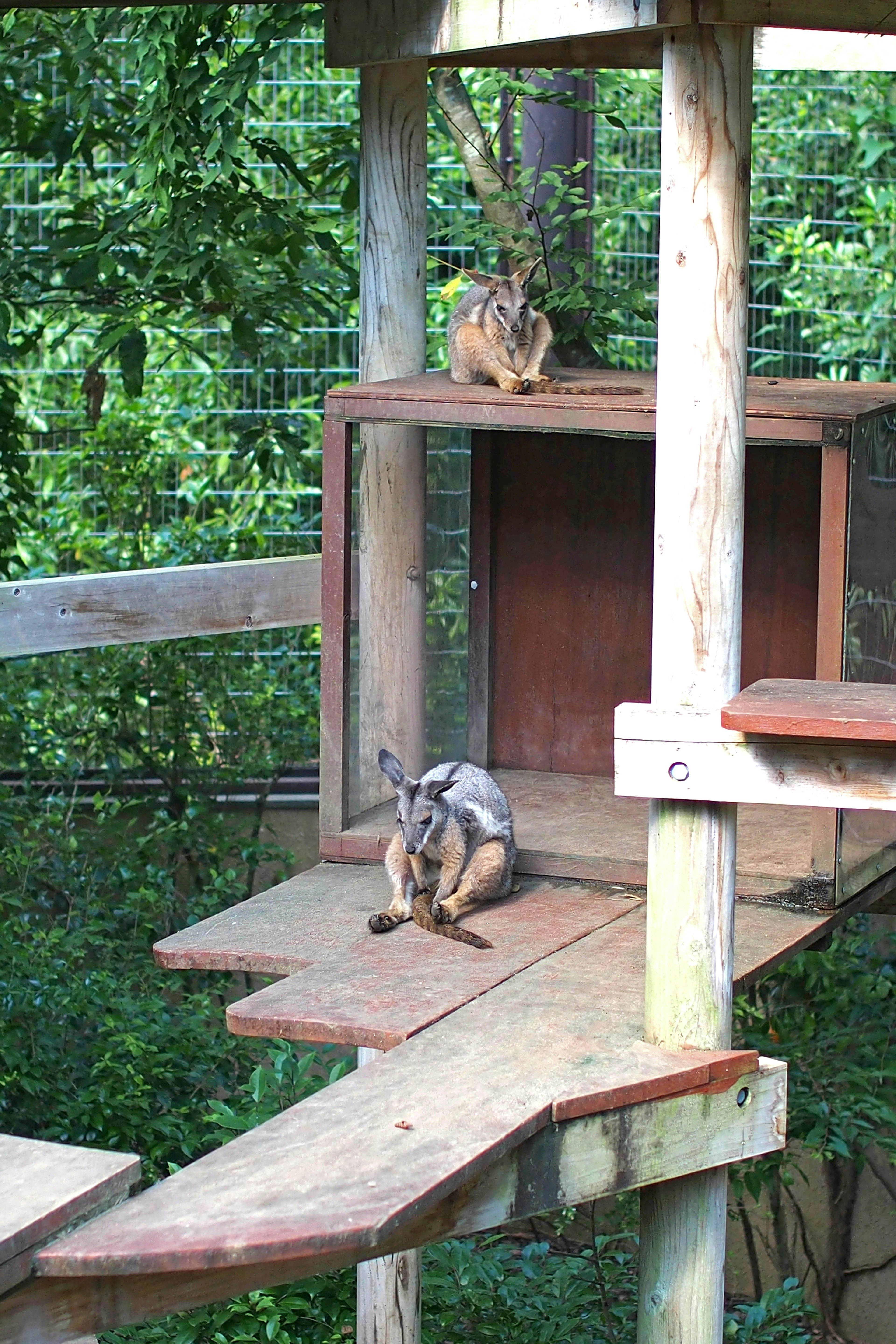 Dua kelinci di atas struktur kayu dikelilingi oleh kehijauan