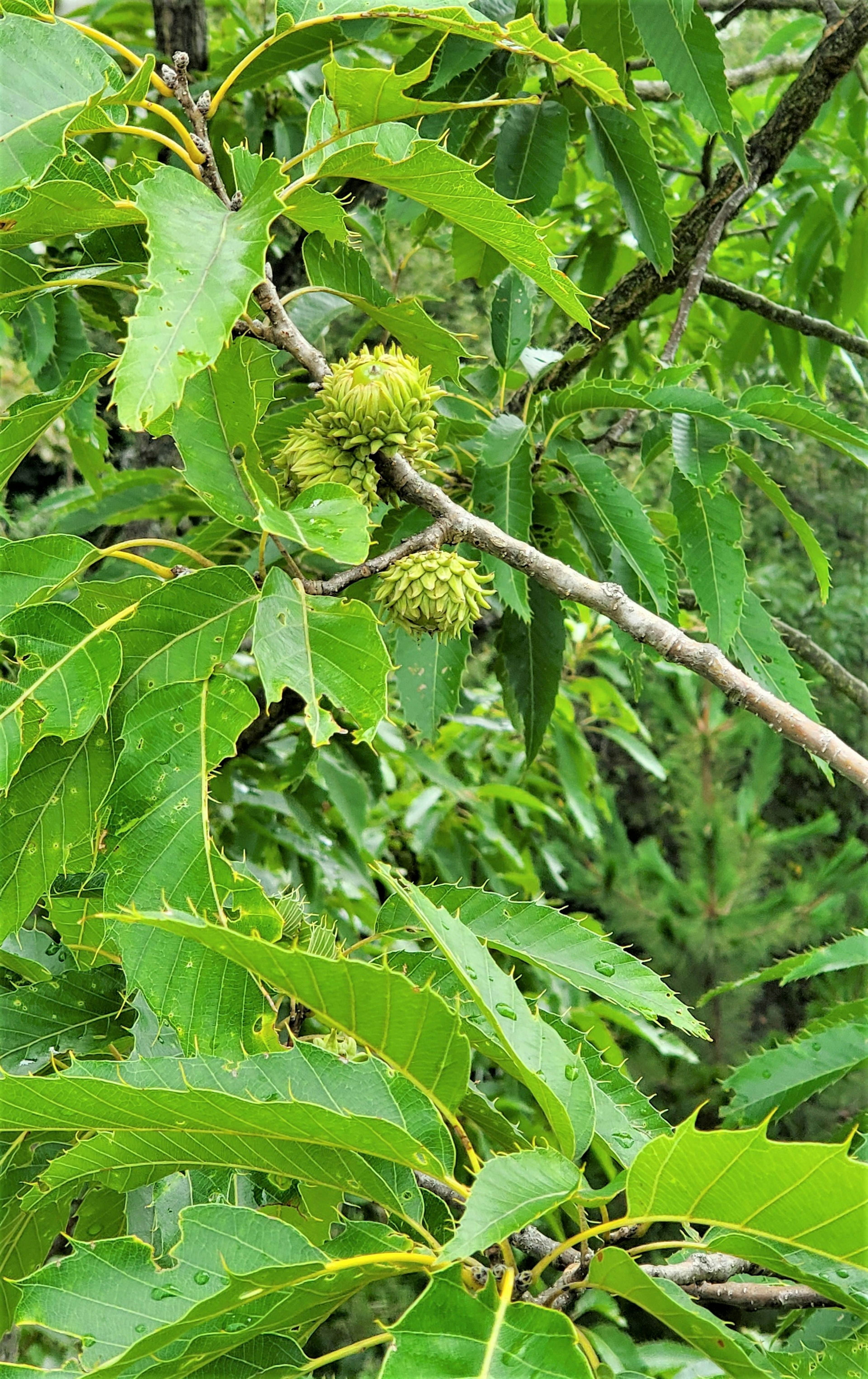 Bourgeons de châtaigne parmi des feuilles vertes