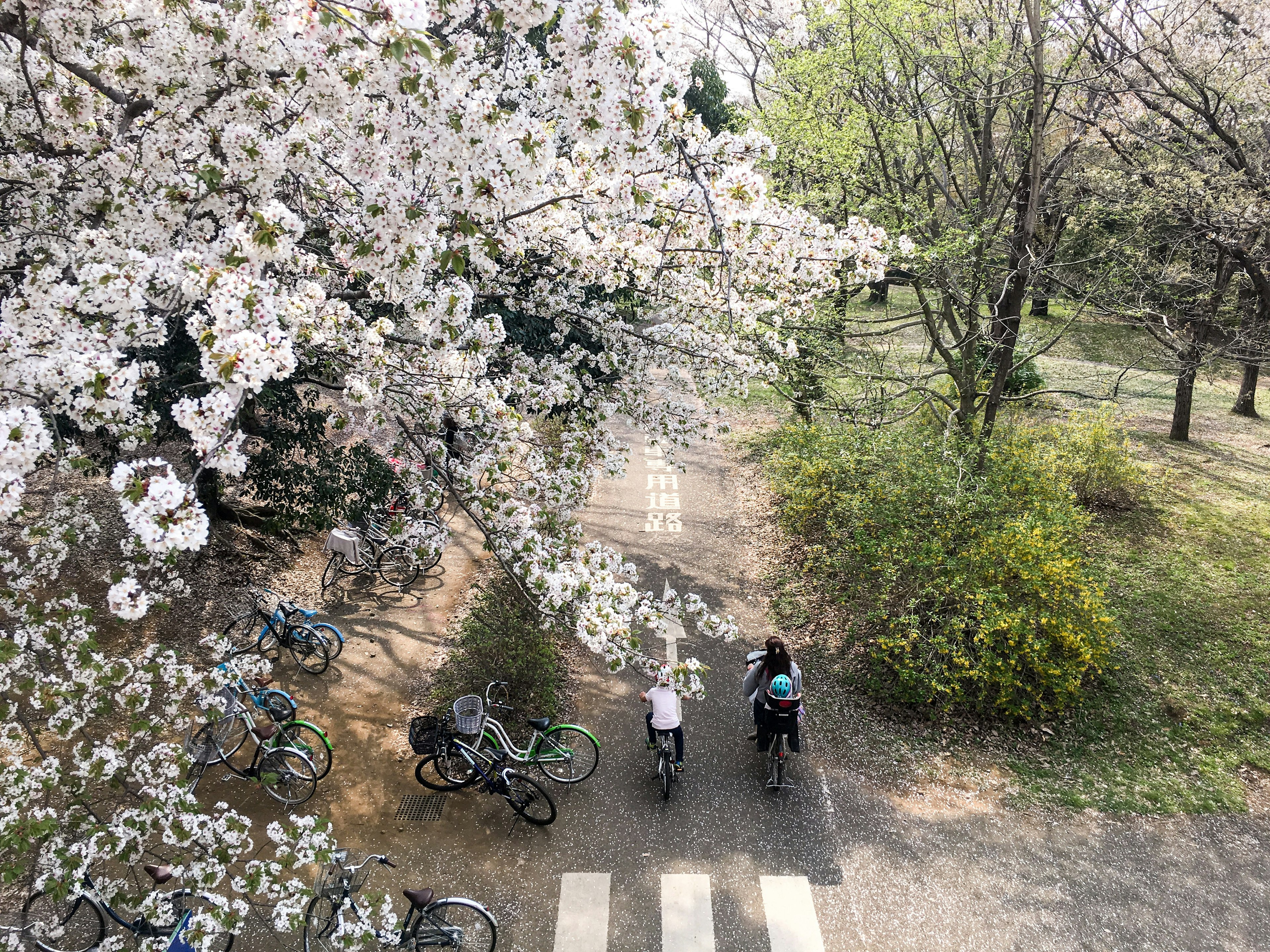 Une scène de parc avec des cerisiers en fleurs des gens marchant sur un passage piéton avec des vélos