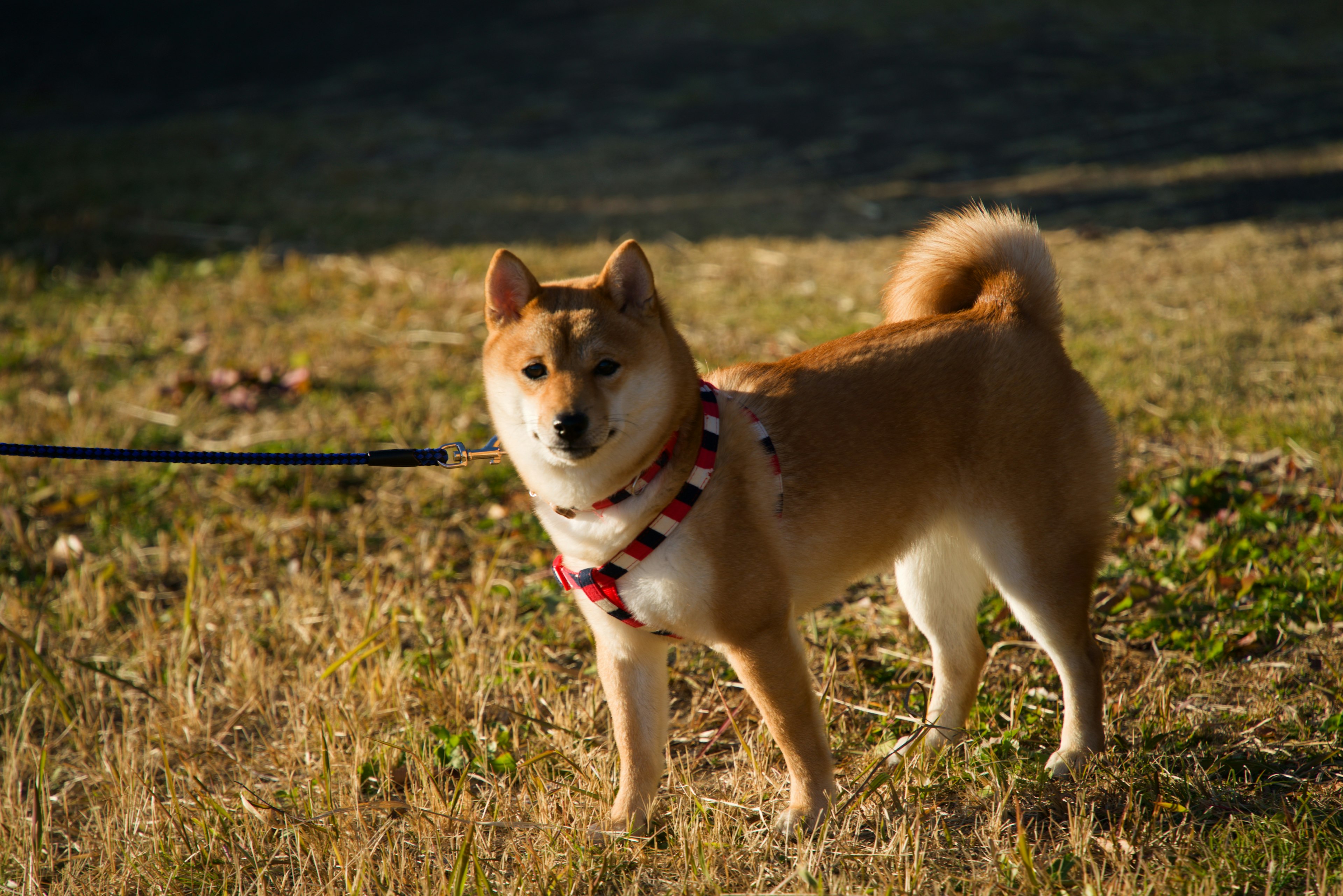 茶色の柴犬がリードを付けて立っている