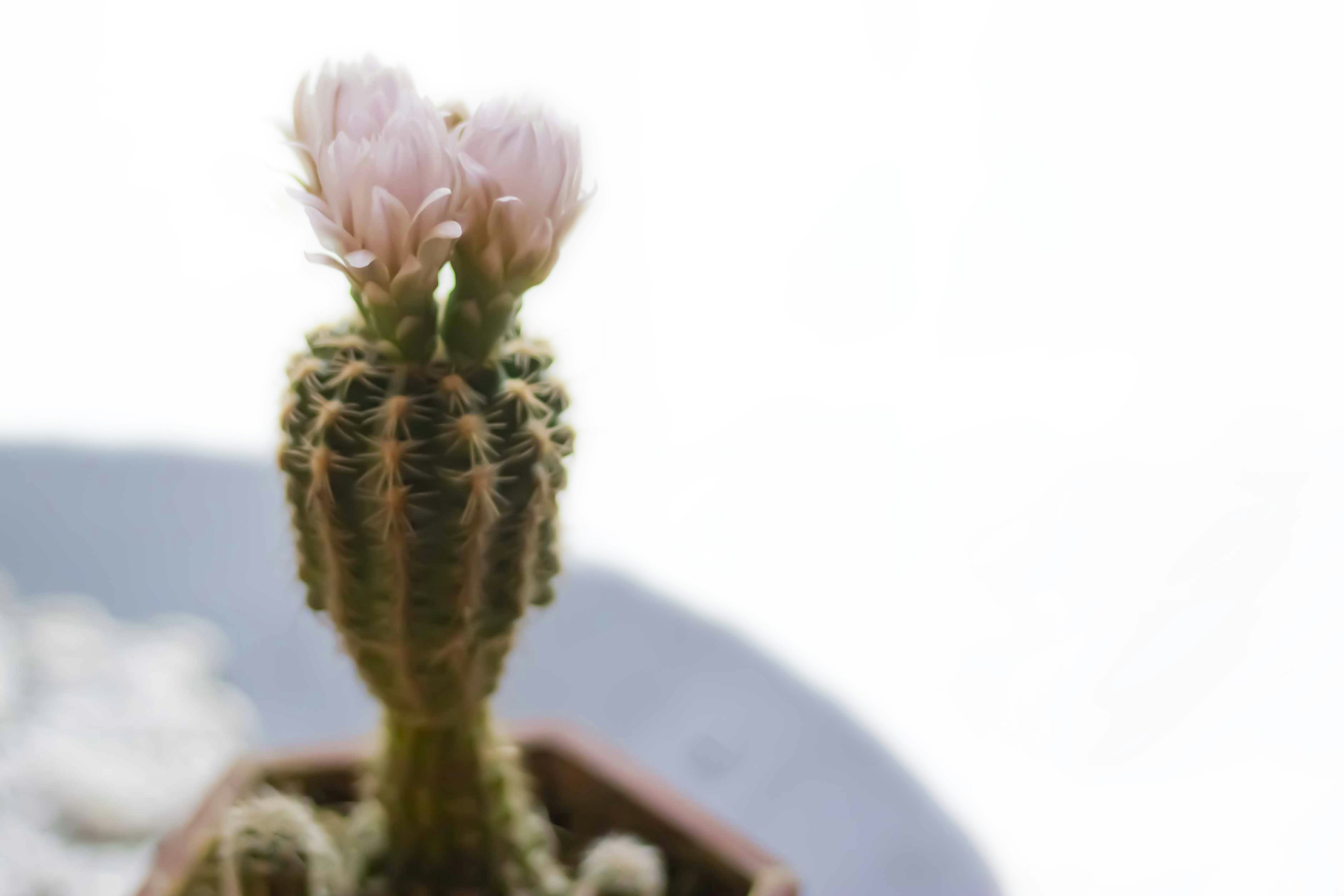 Close-up of a cactus with pink flowers