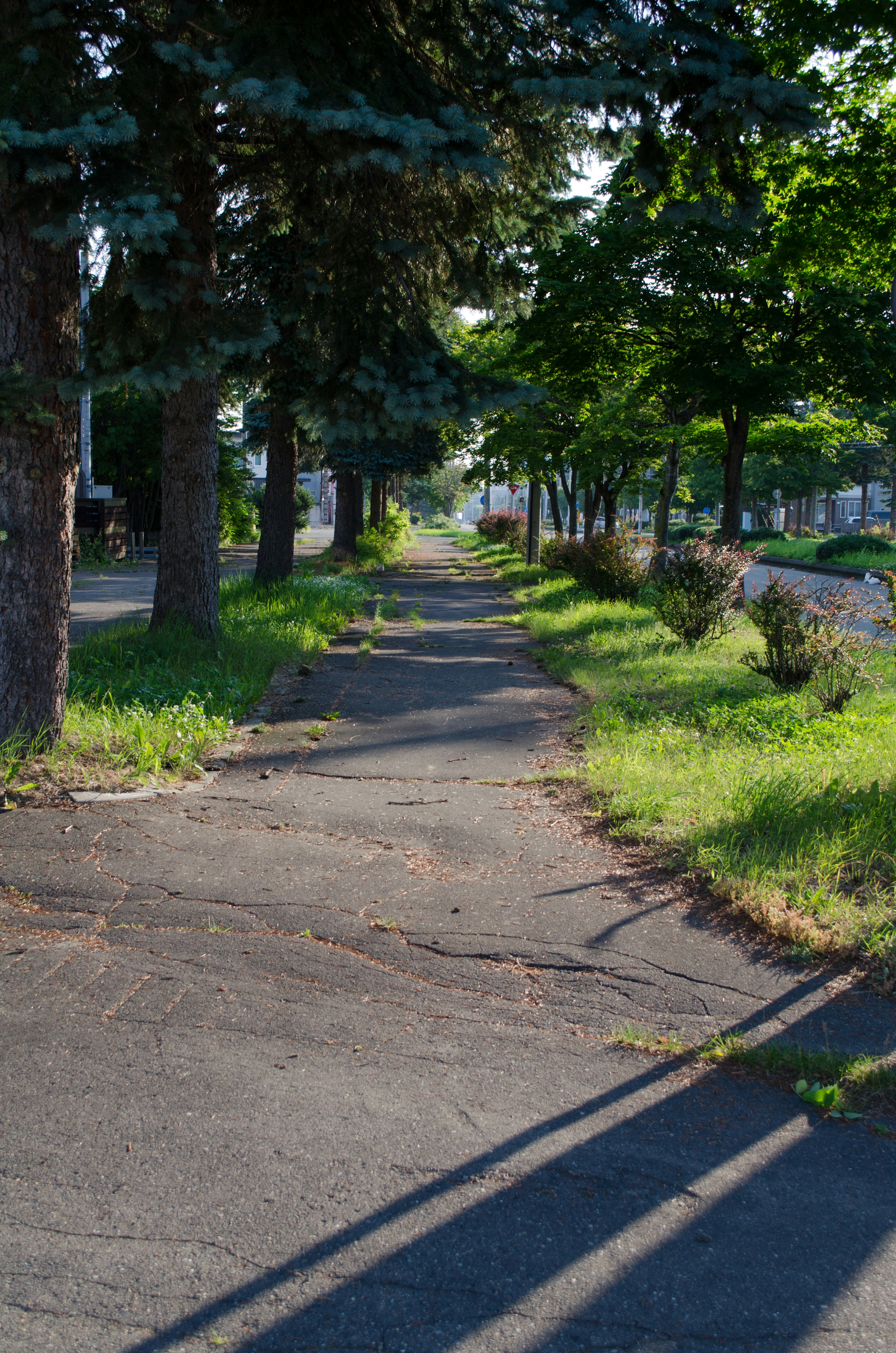 Quiet pathway surrounded by green trees