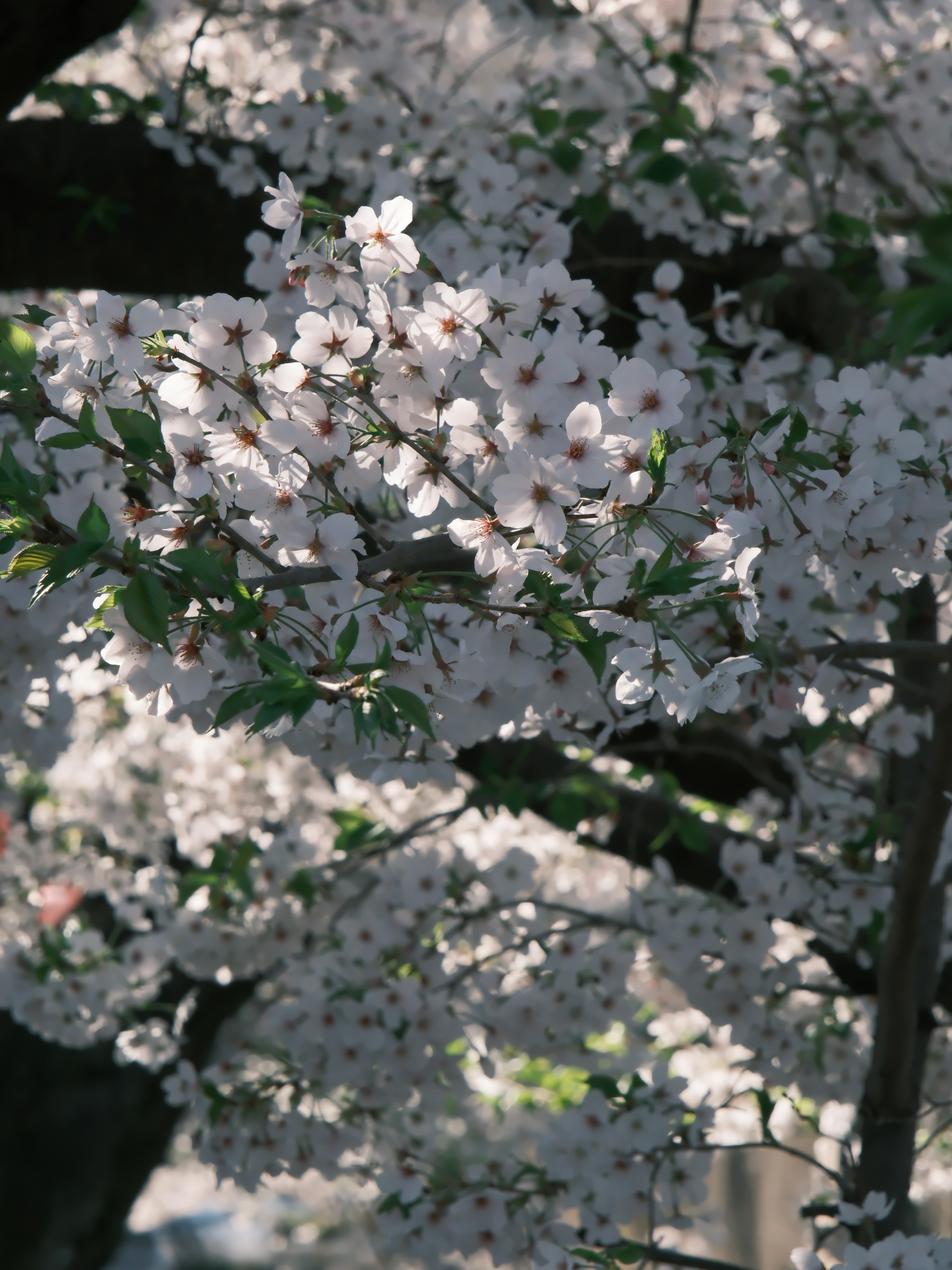 桜の花が咲いている木のクローズアップ