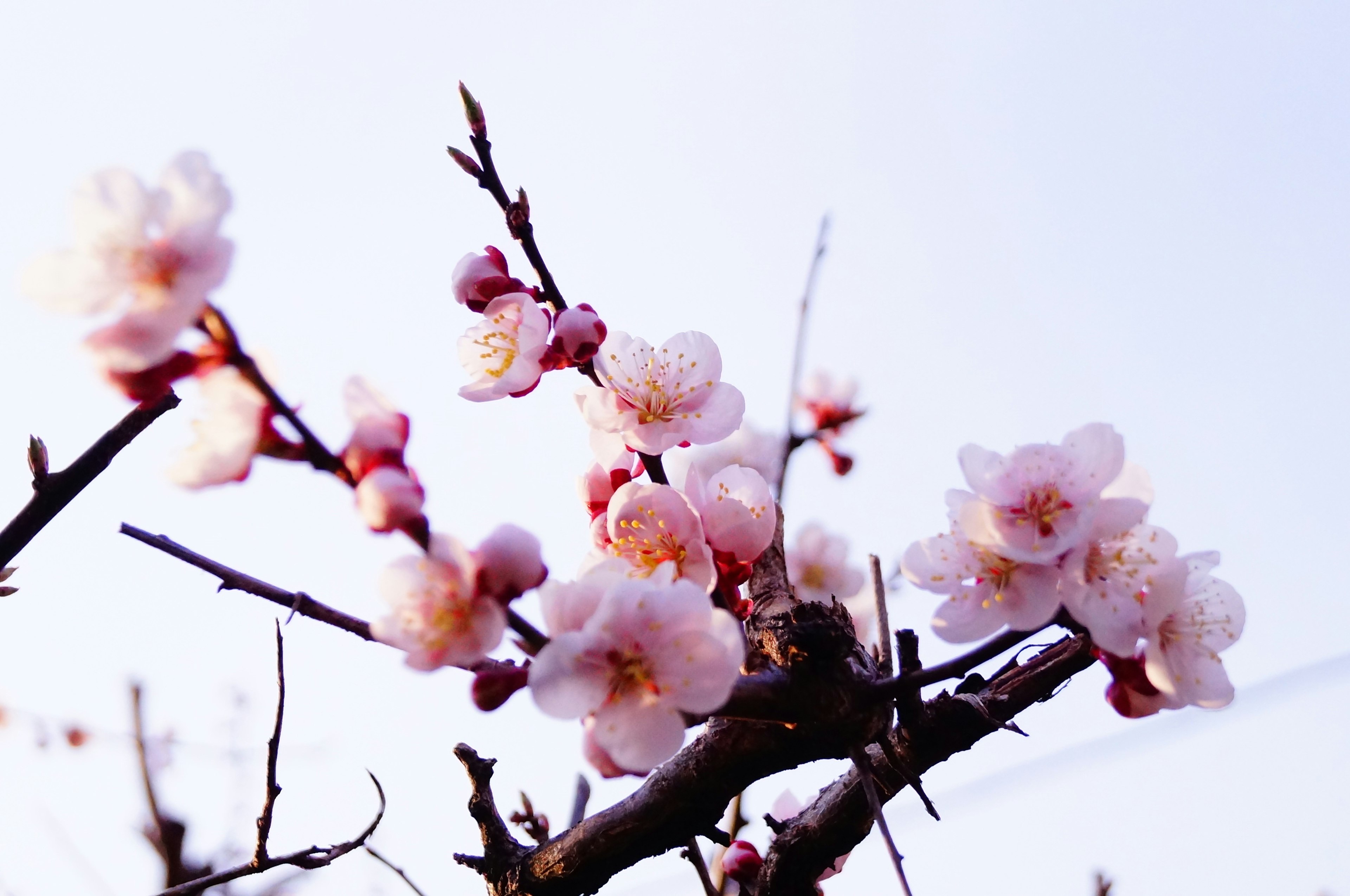 Kedekatan bunga sakura di cabang