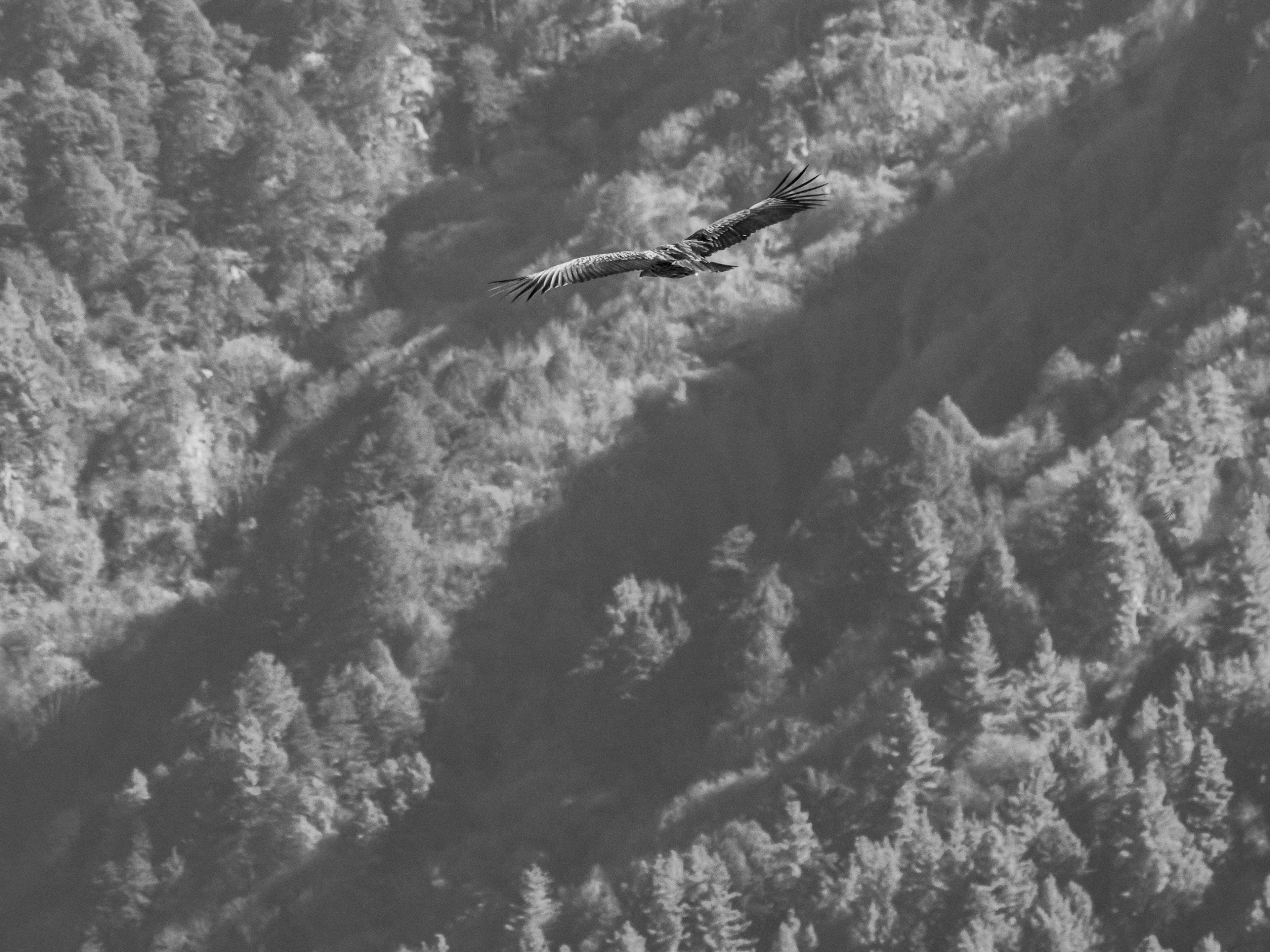 Adler, der über eine bergige Landschaft in Schwarzweiß schwebt