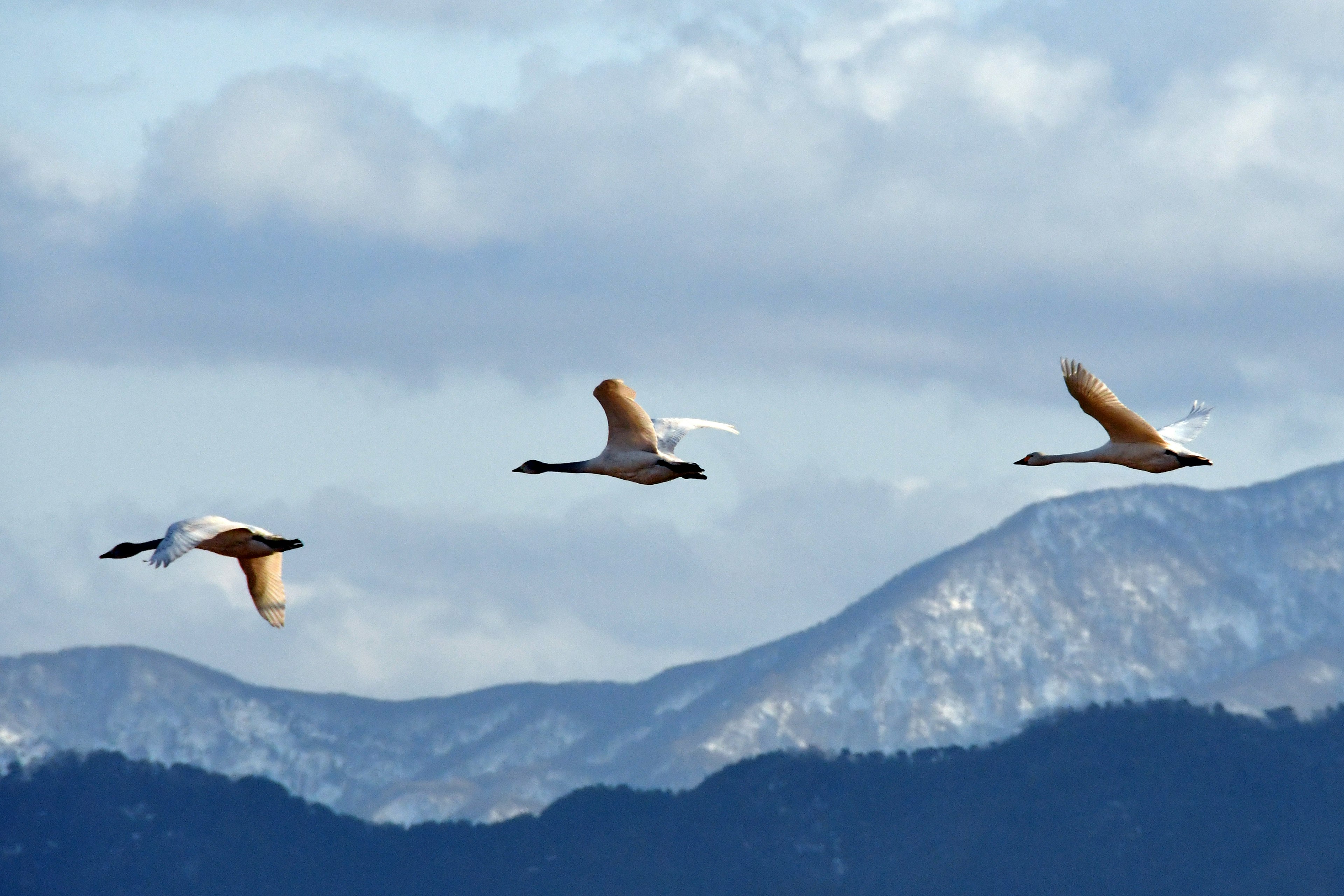 Tres cisnes volando con fondo de montañas nevadas