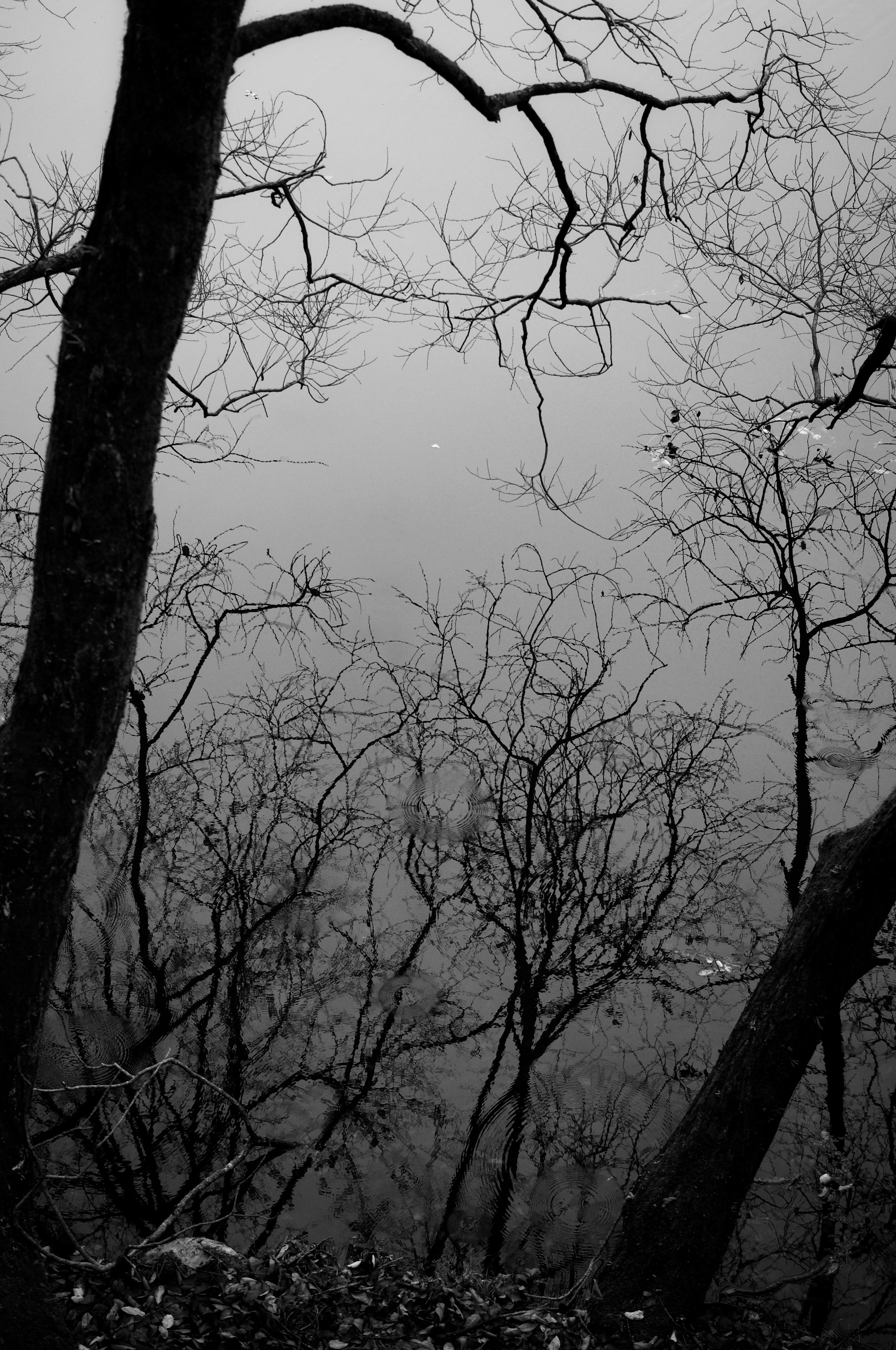 Silhouette di alberi avvolti nella nebbia catturata in bianco e nero