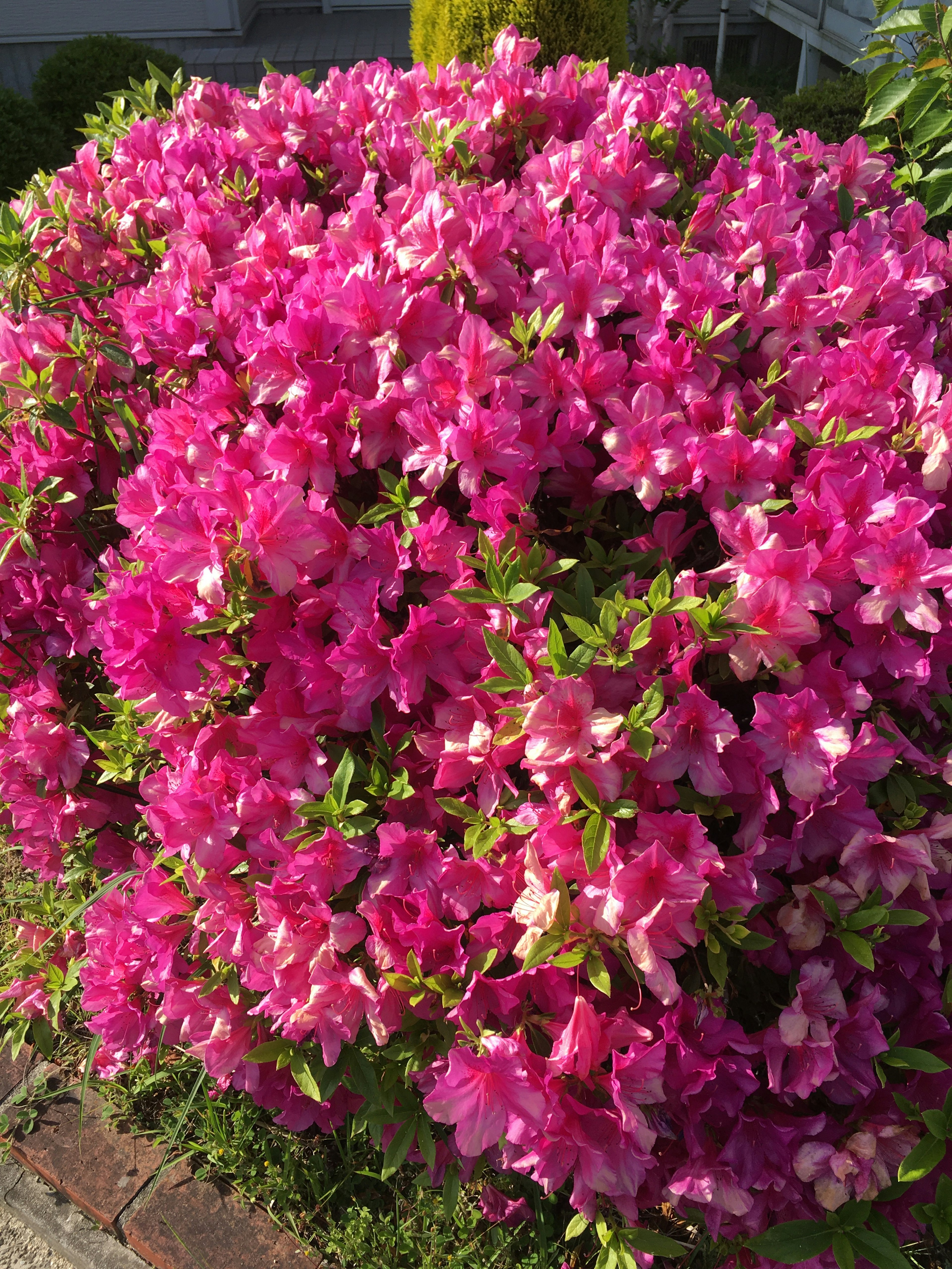 Buisson d'azalée en fleurs roses vives