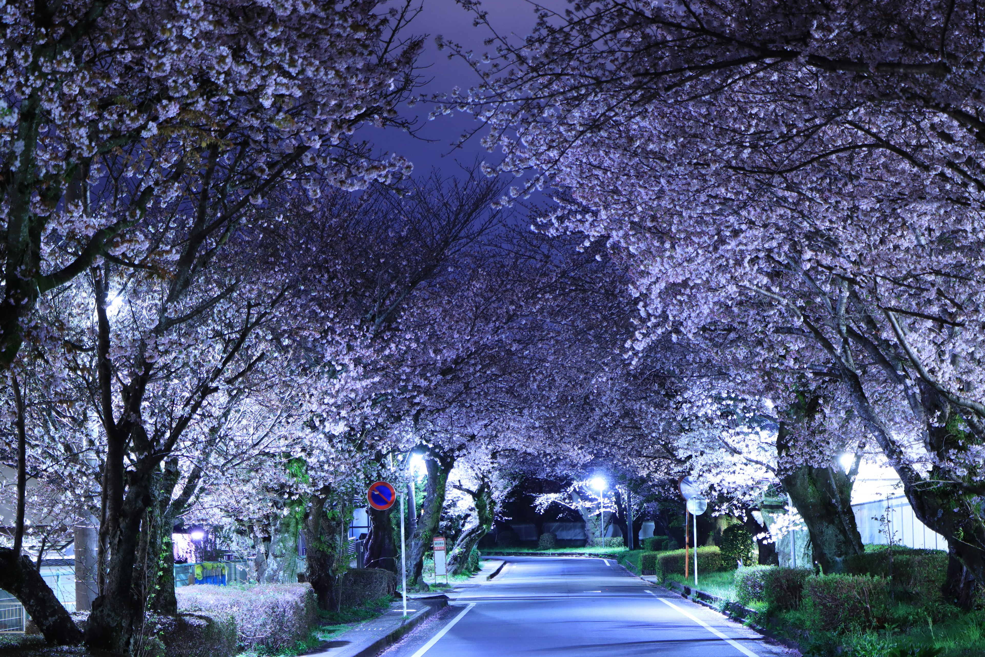 Una escena nocturna serena con árboles de cerezo a lo largo de una carretera tranquila iluminada por luces suaves