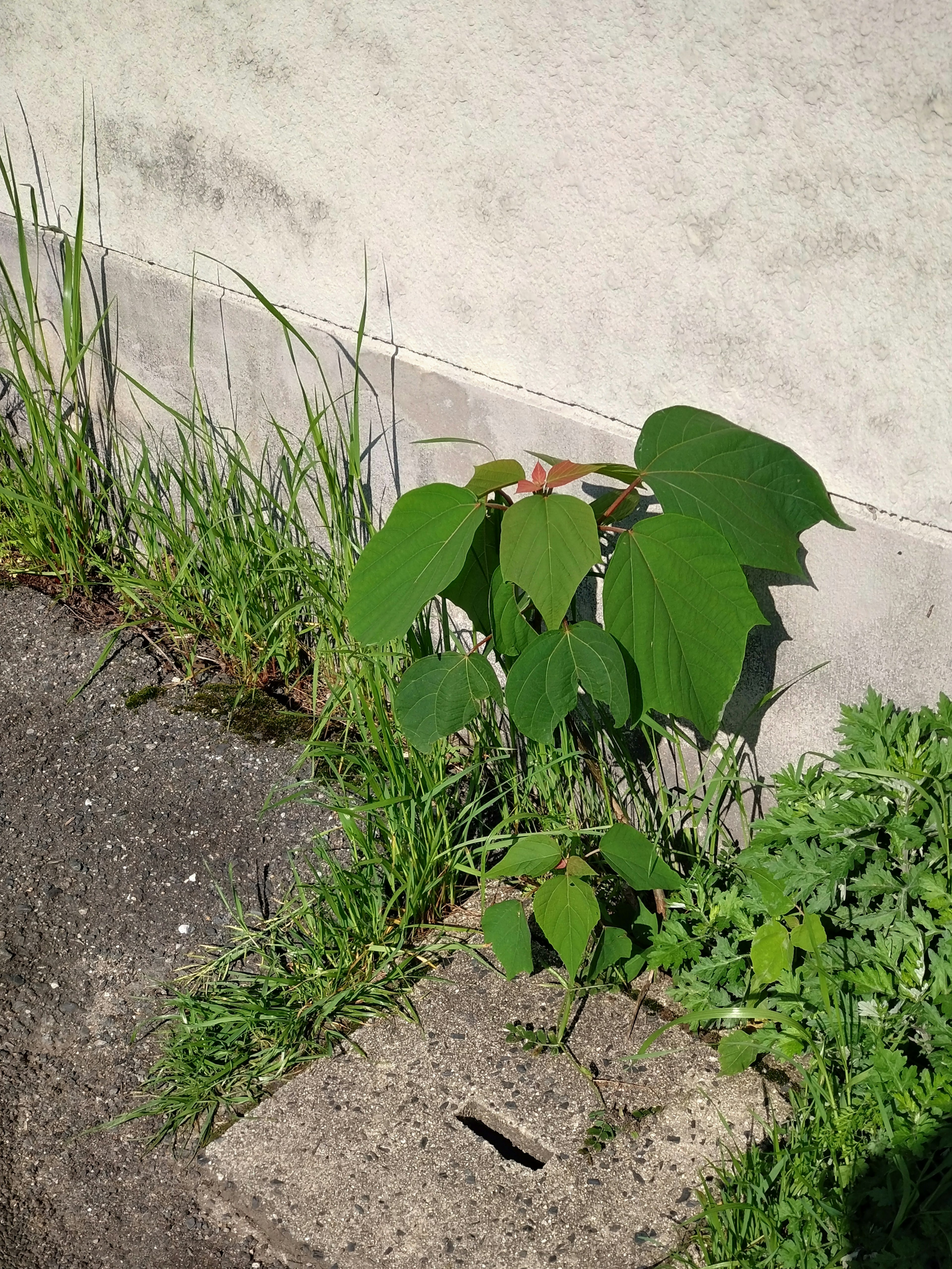 Grüne Blätterpflanze, die aus einem Riss im Beton wächst