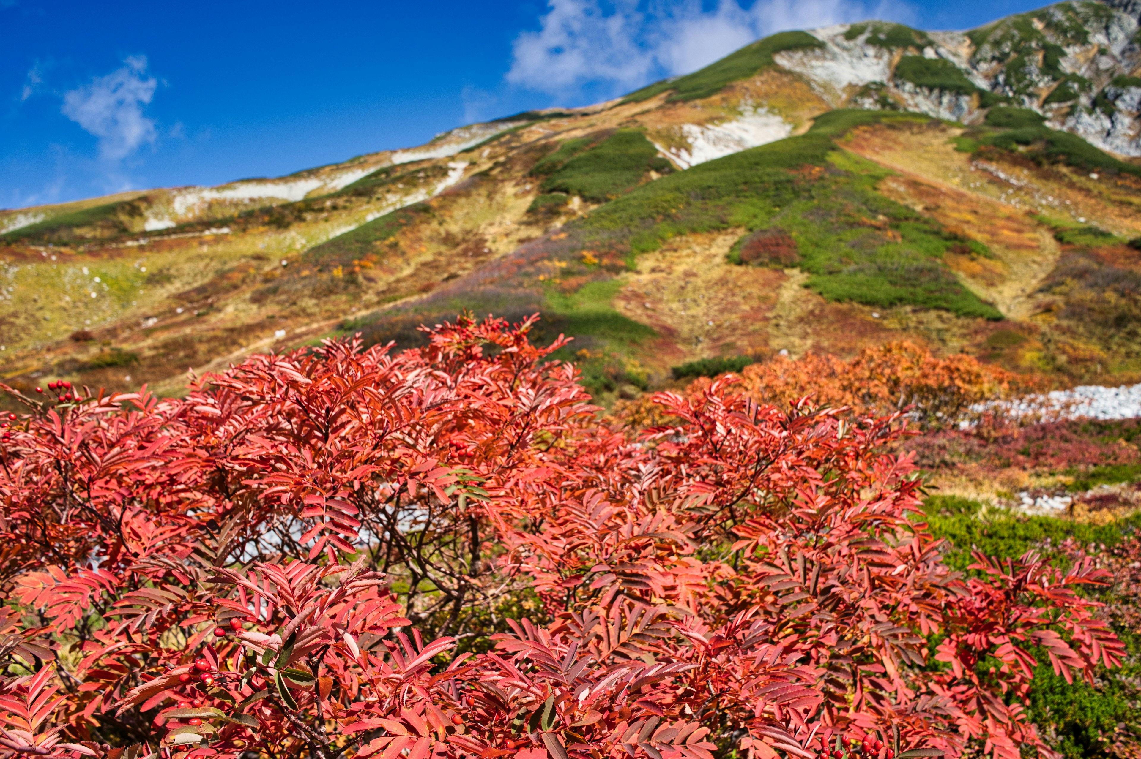 赤い葉を持つ植物と緑の山々の美しい風景