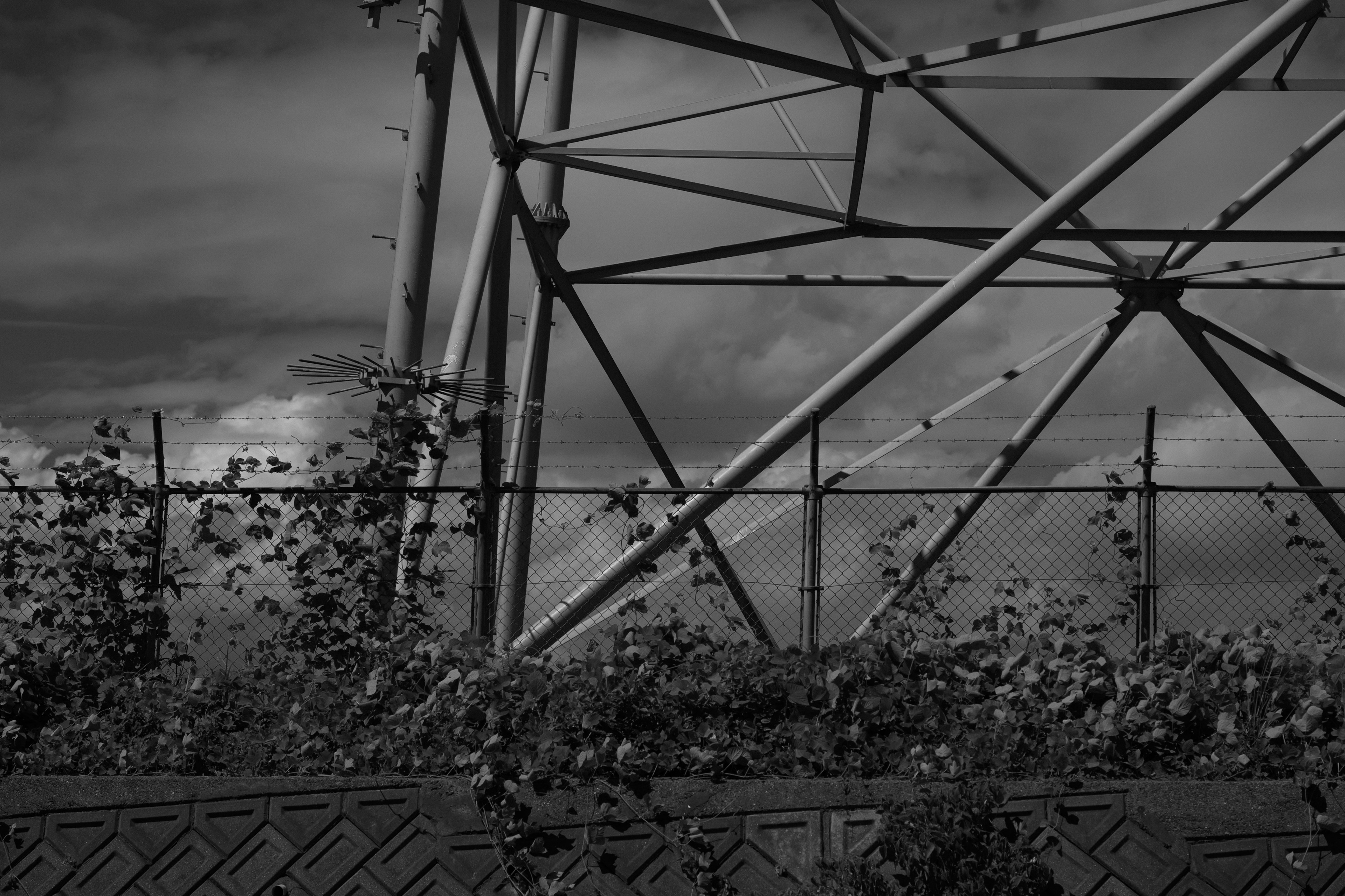 Contrast of a power tower and plants in a black and white landscape