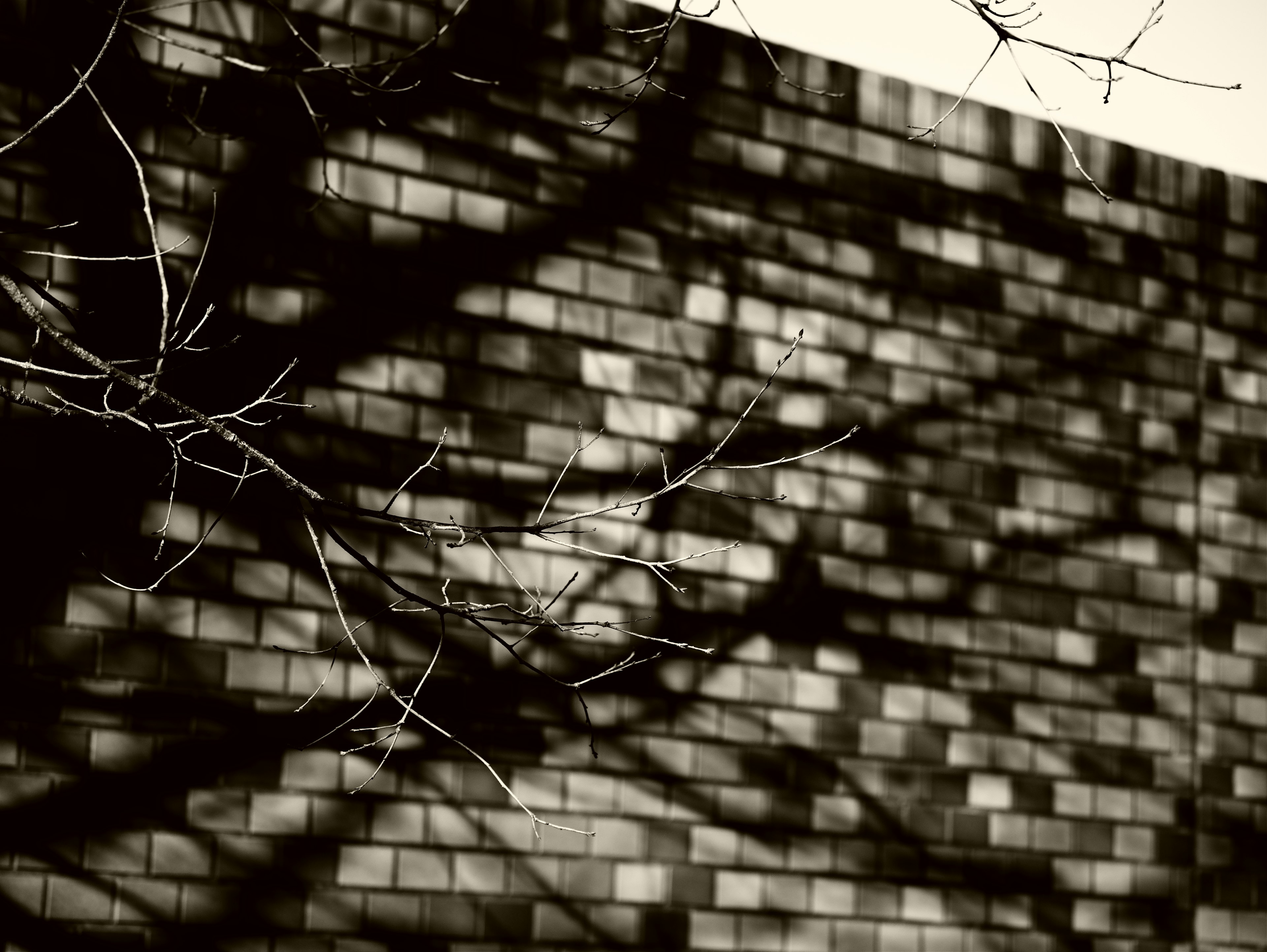 Ombre des branches d'arbre sur un mur en brique