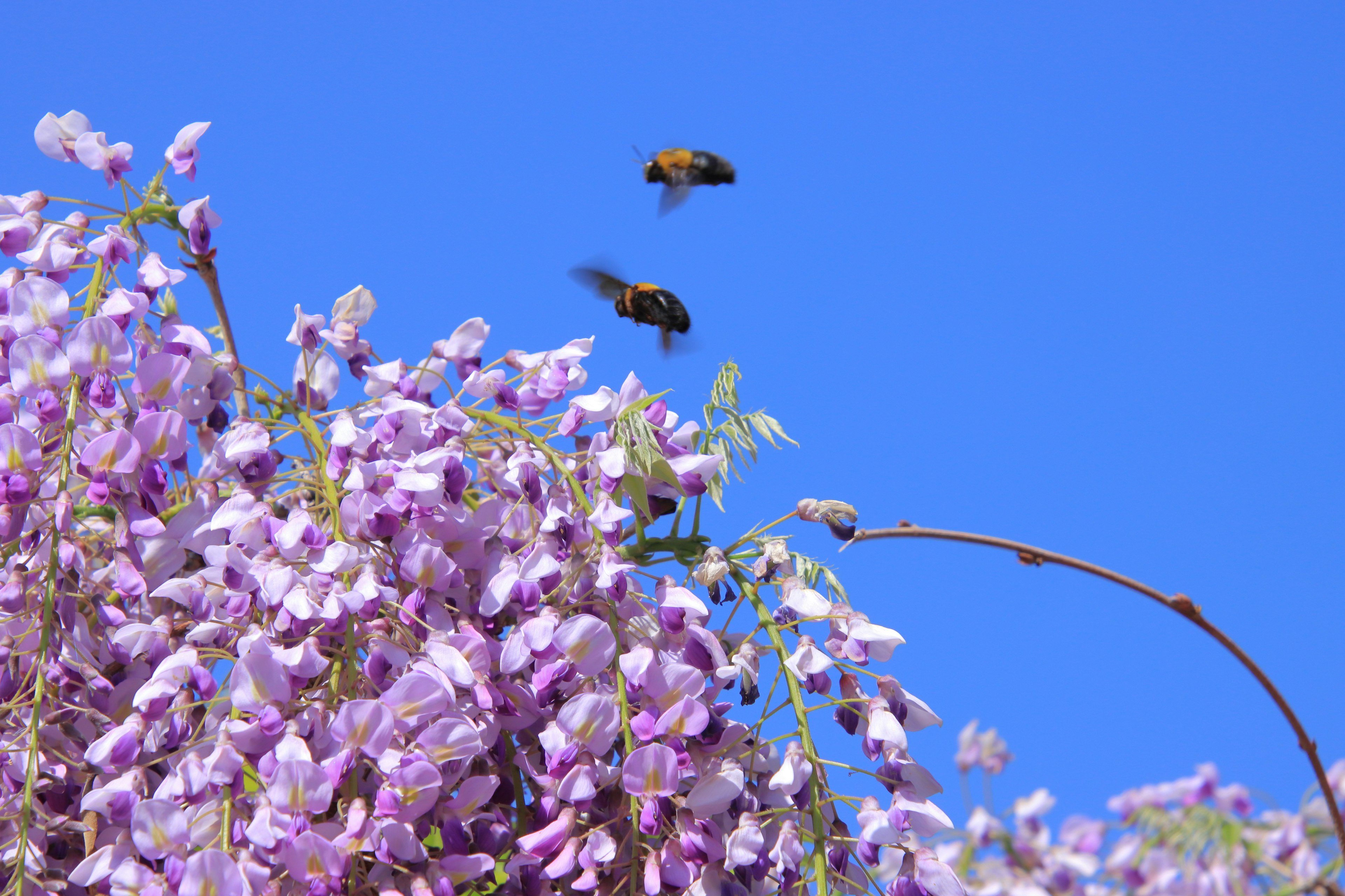 Fleurs de glycine violettes avec des abeilles sur fond de ciel bleu