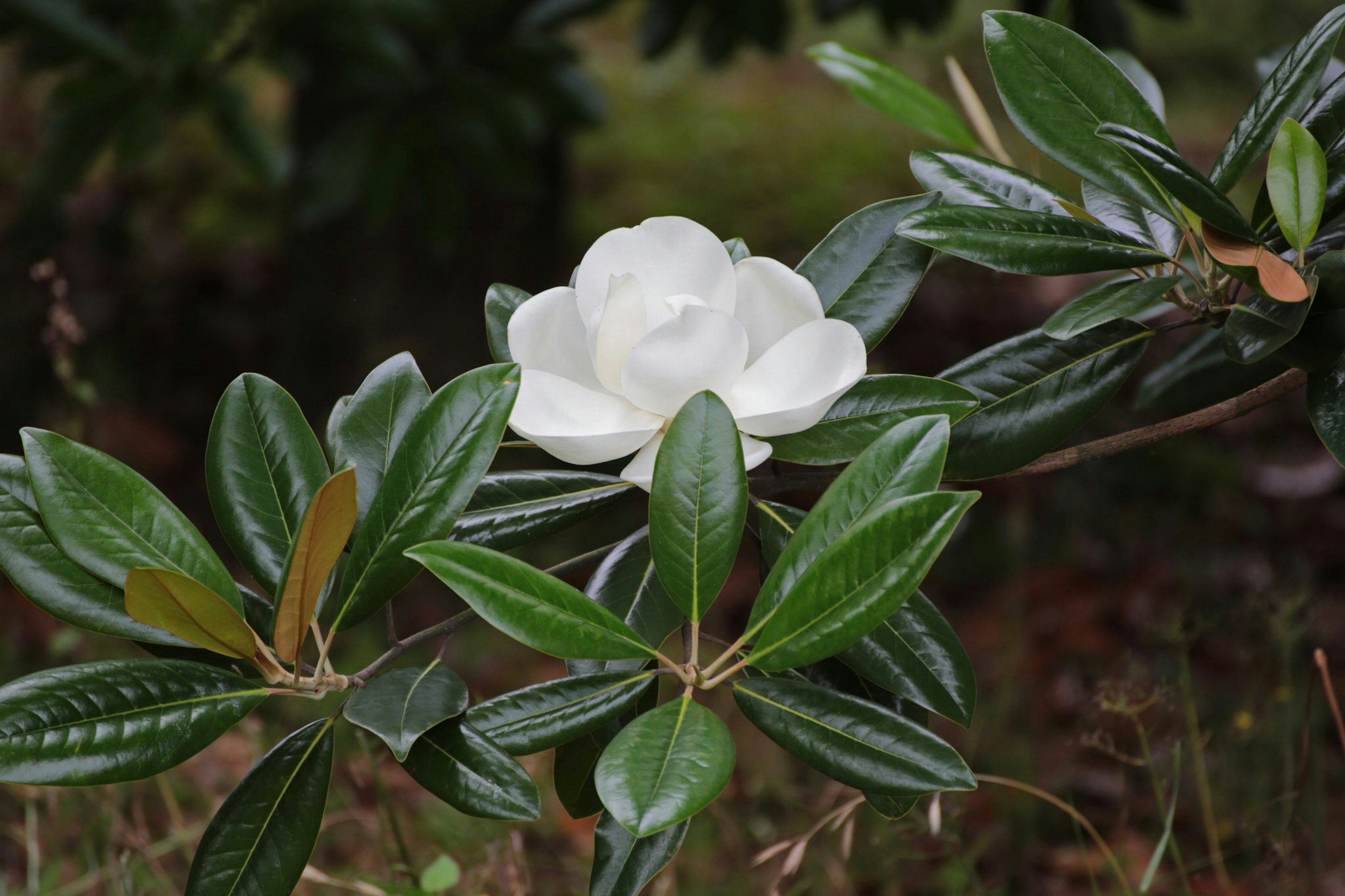 白い花を持つ葉の多い植物のクローズアップ