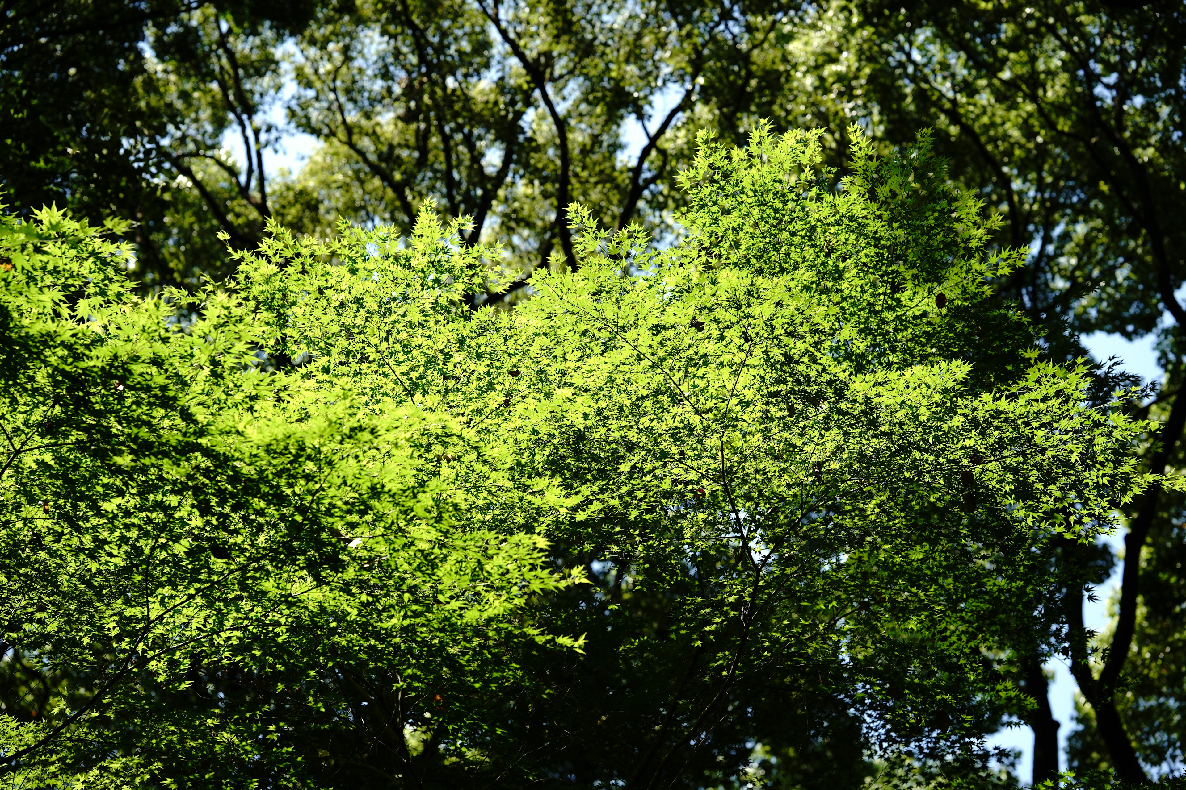 A vibrant canopy of lush green leaves with sunlight filtering through