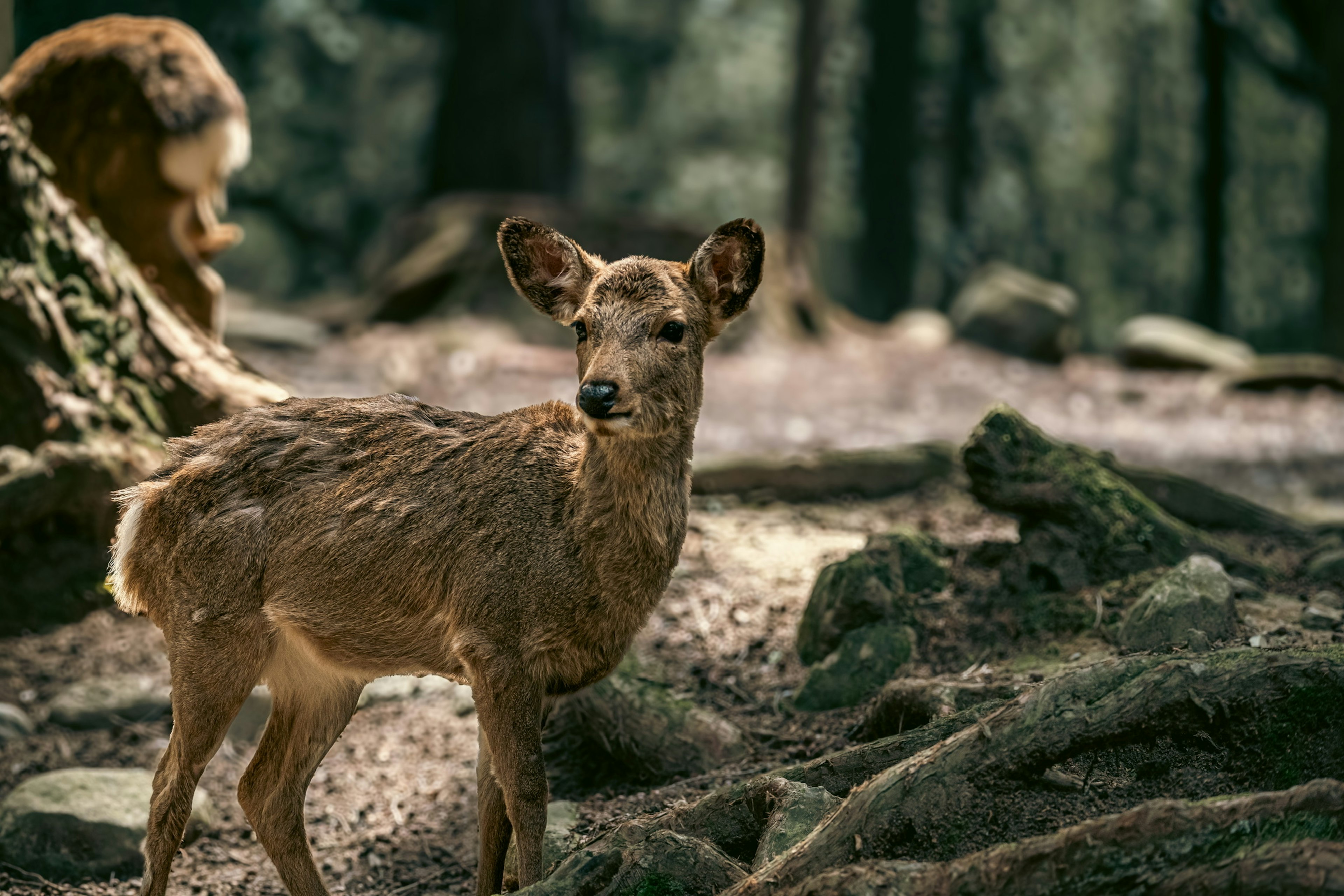 Un jeune cerf se tenant dans une zone forestière