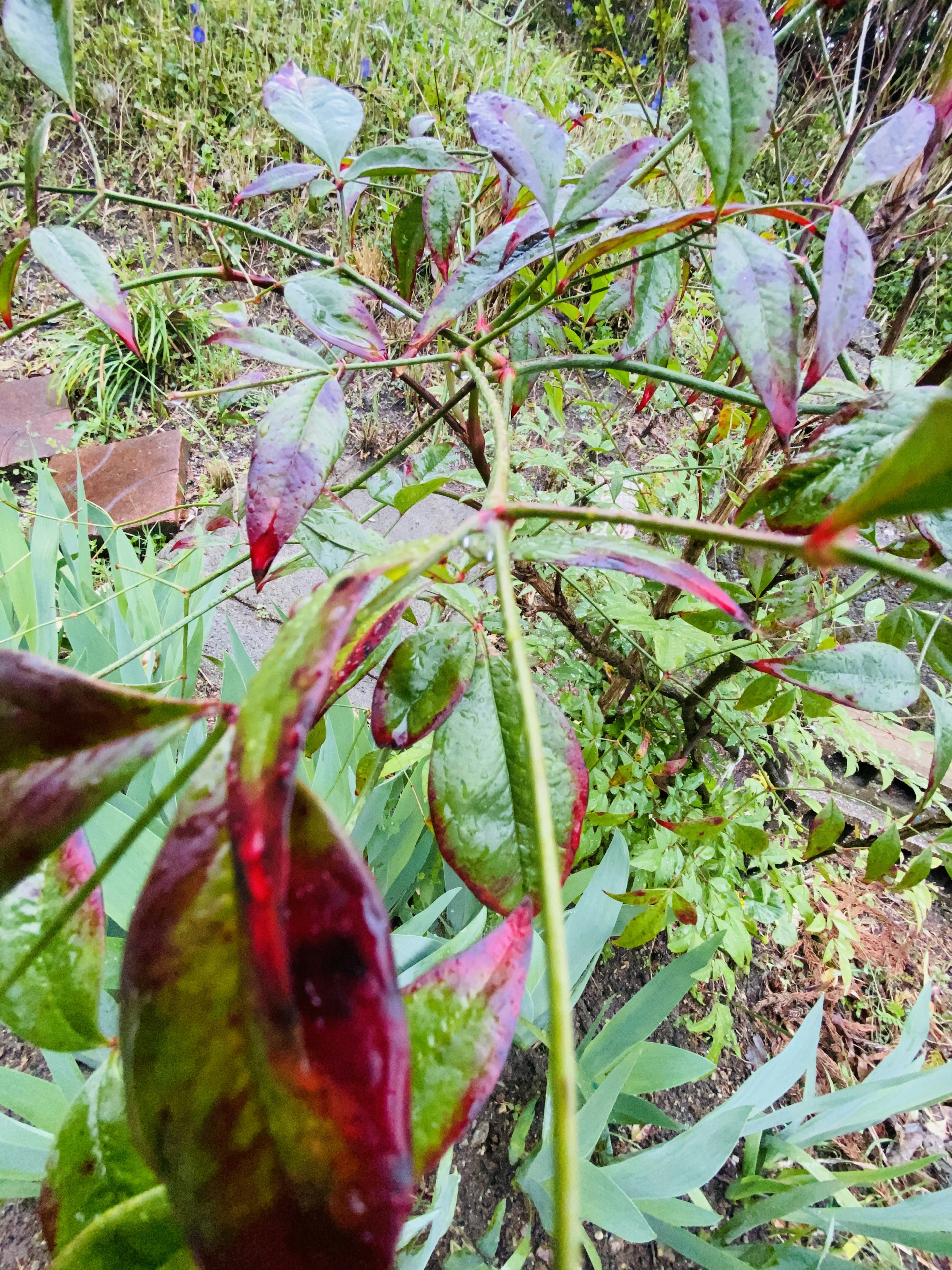 Primo piano di una pianta con foglie verdi e rosse che mette in evidenza steli flessibili e struttura delle foglie