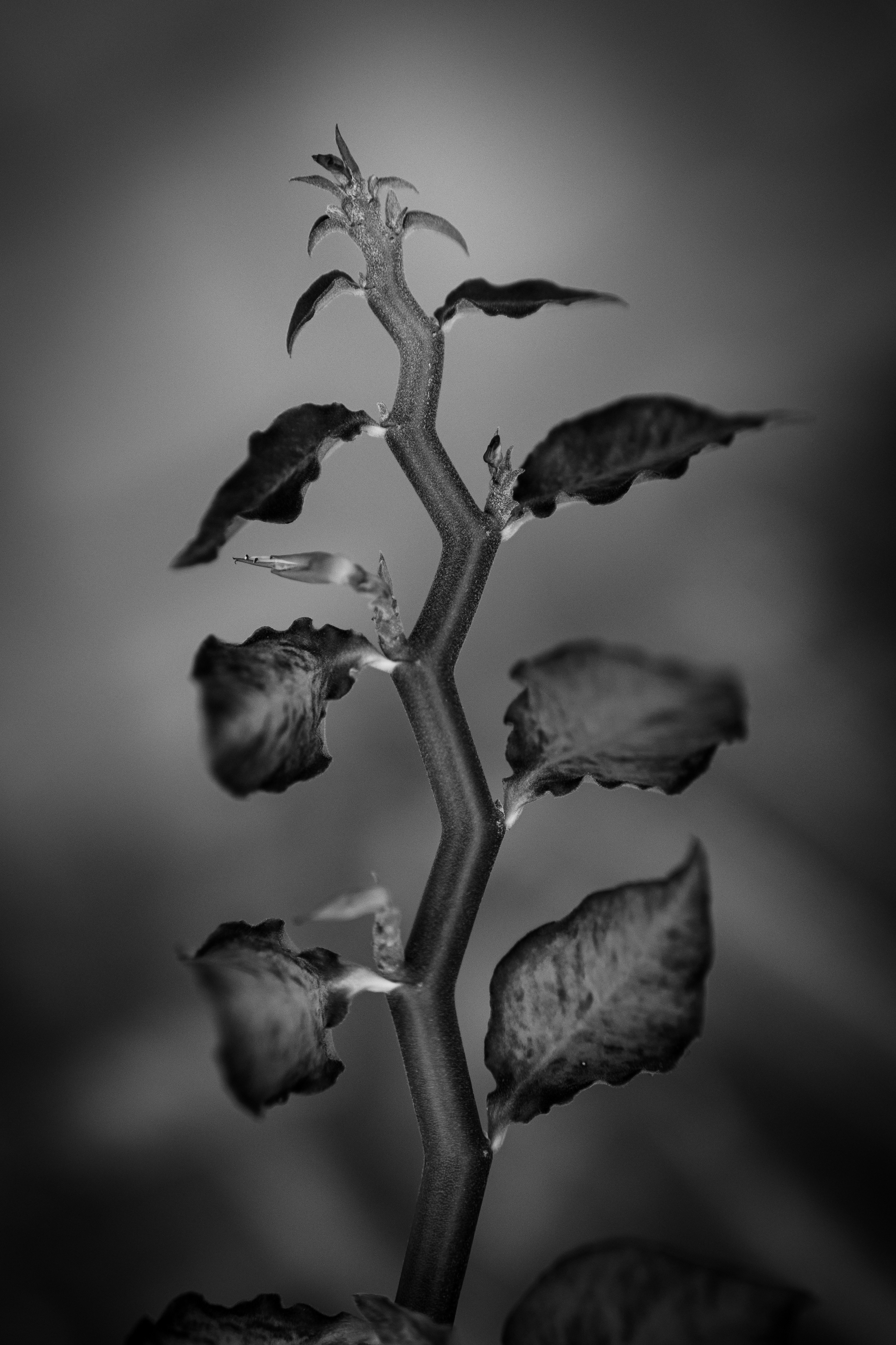 Vue détaillée d'une tige et de feuilles de plante mises en valeur sur un fond noir et blanc