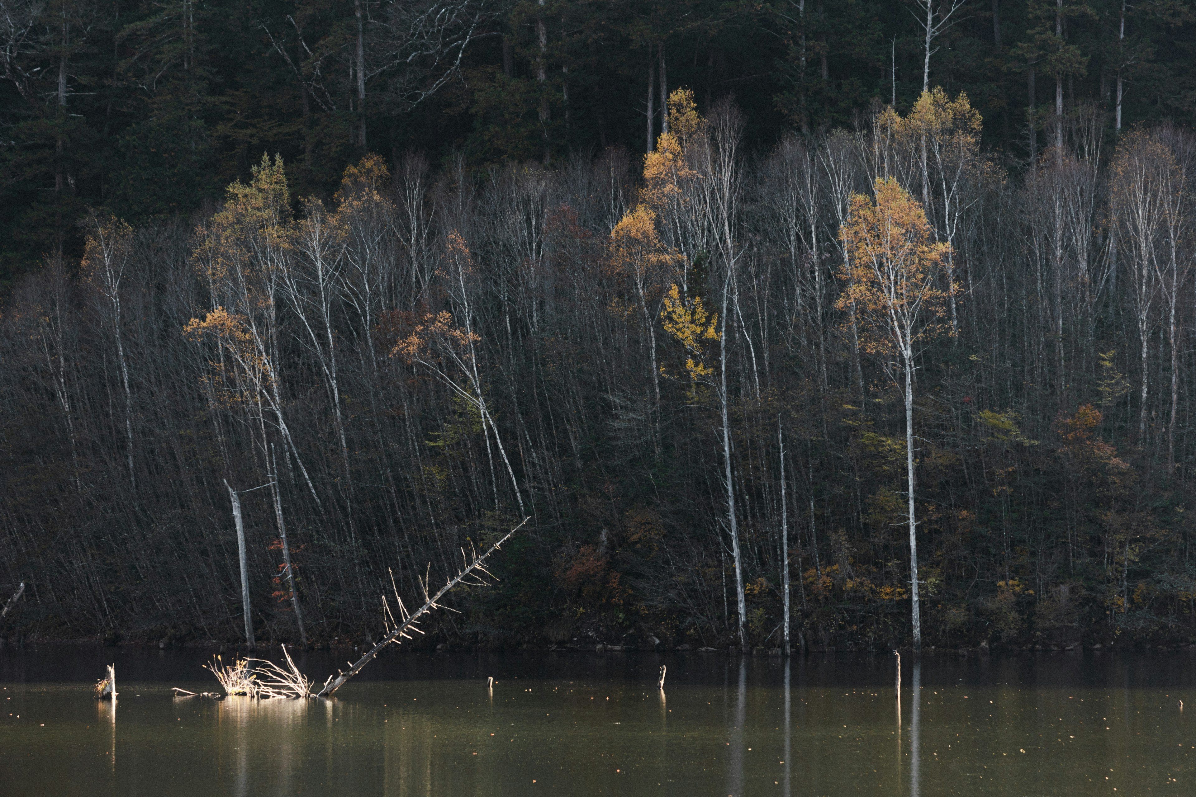 Herbstbäume, die sich im Wasser mit gefallenen Stämmen spiegeln