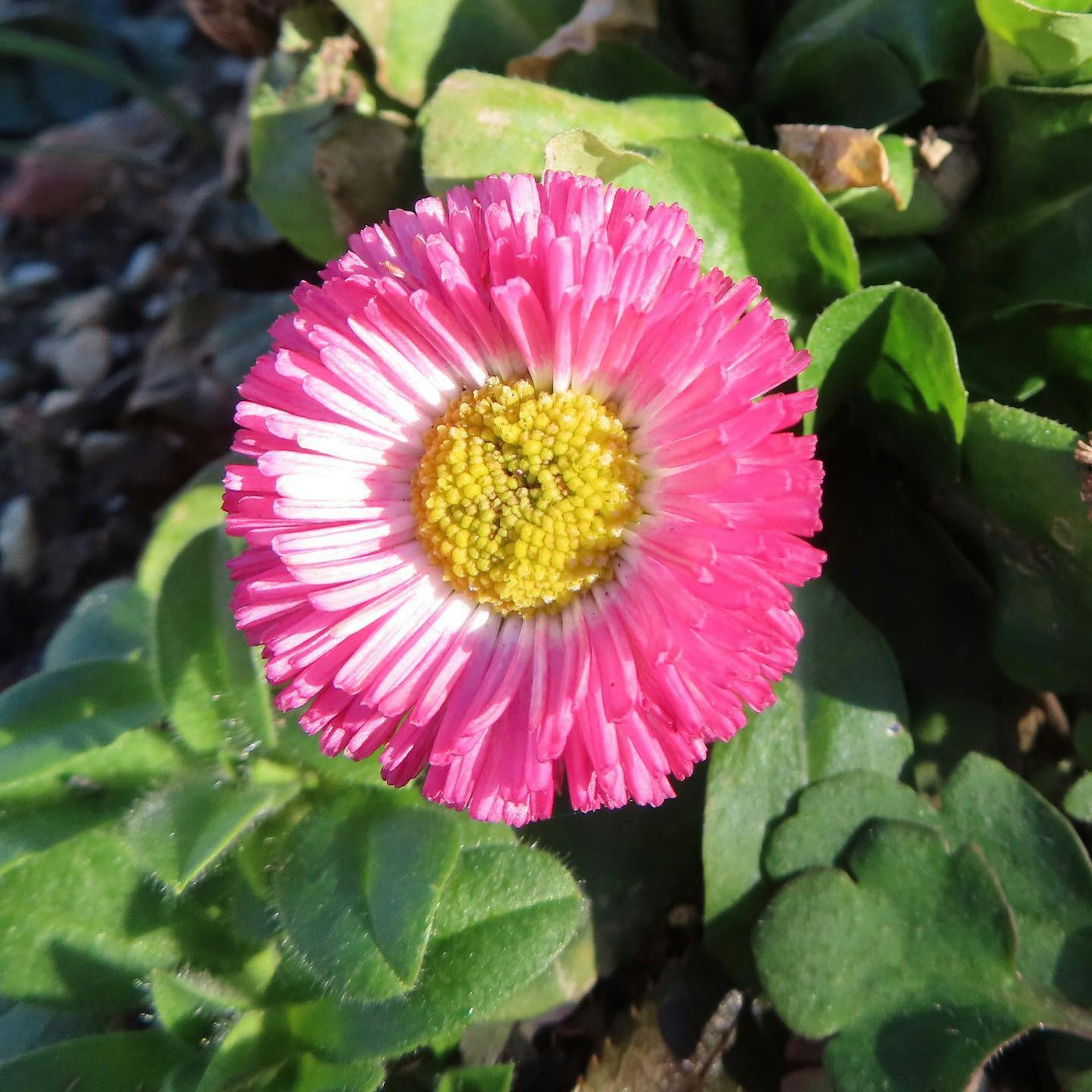 Fiore rosa vibrante in fiore circondato da foglie verdi