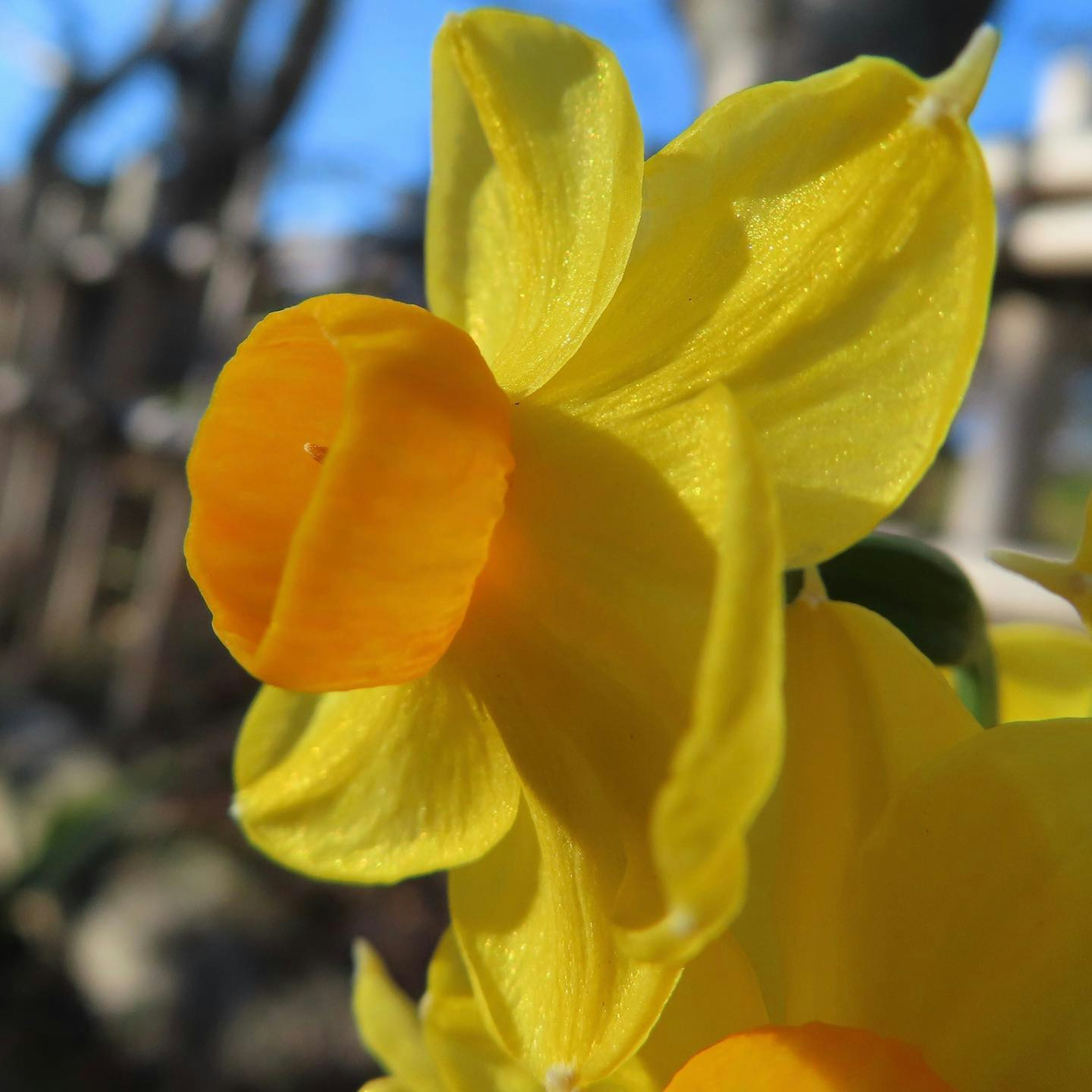 Kedekatan bunga daffodil kuning cerah dengan pusat oranye yang mencolok