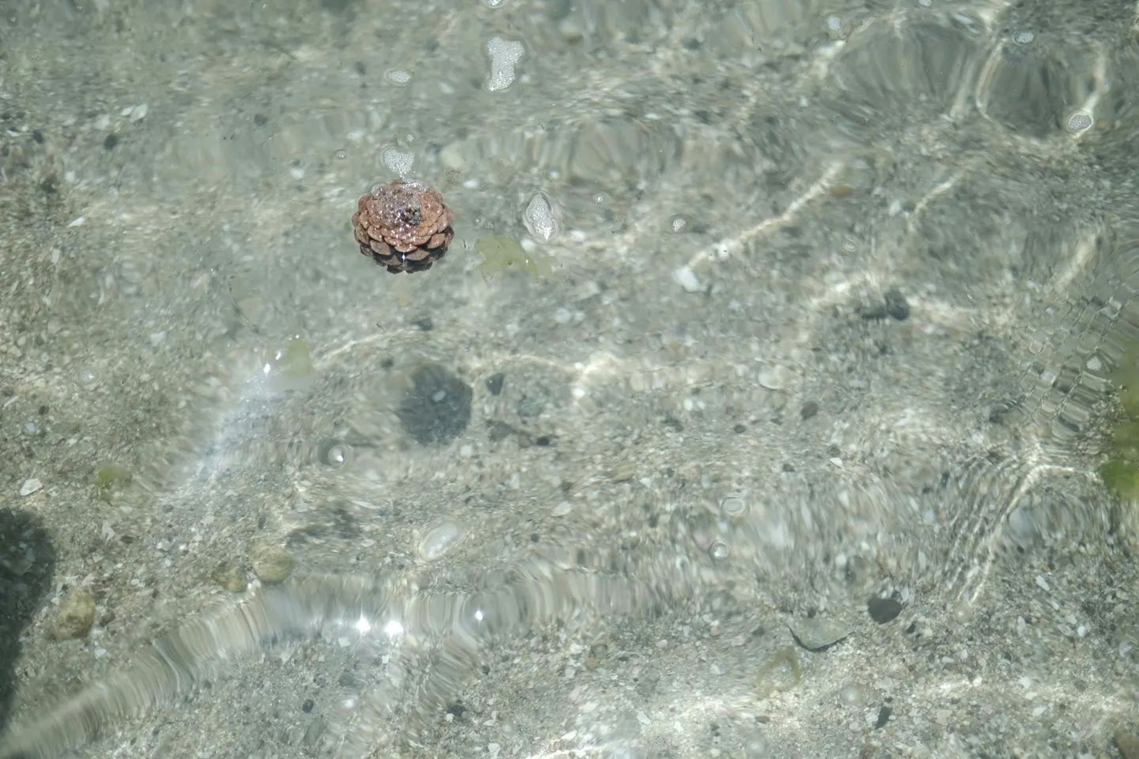 透明な水中に浮かぶ小さな貝殻のような物体