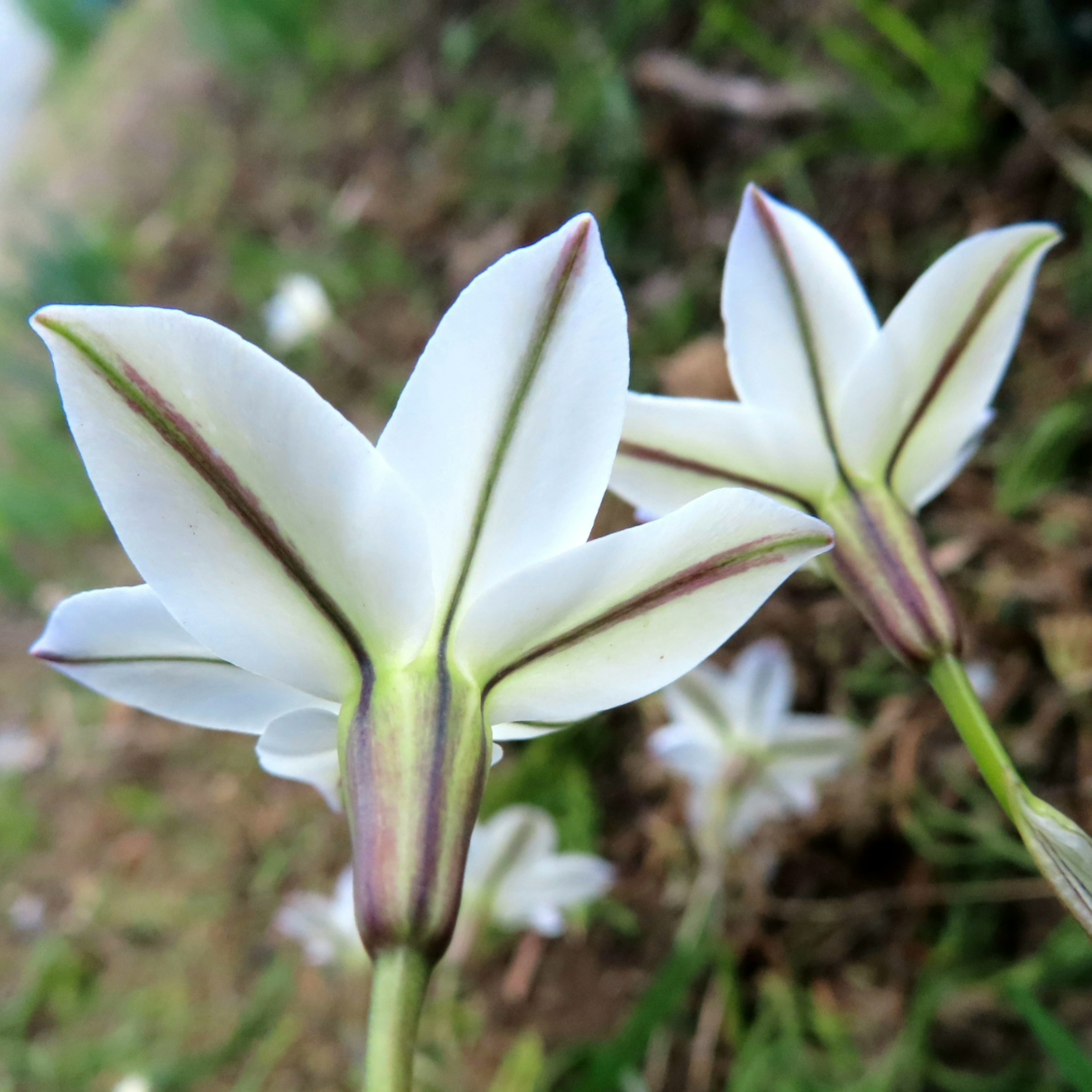 Dua bunga putih dengan kelopak runcing tumbuh di rumput hijau