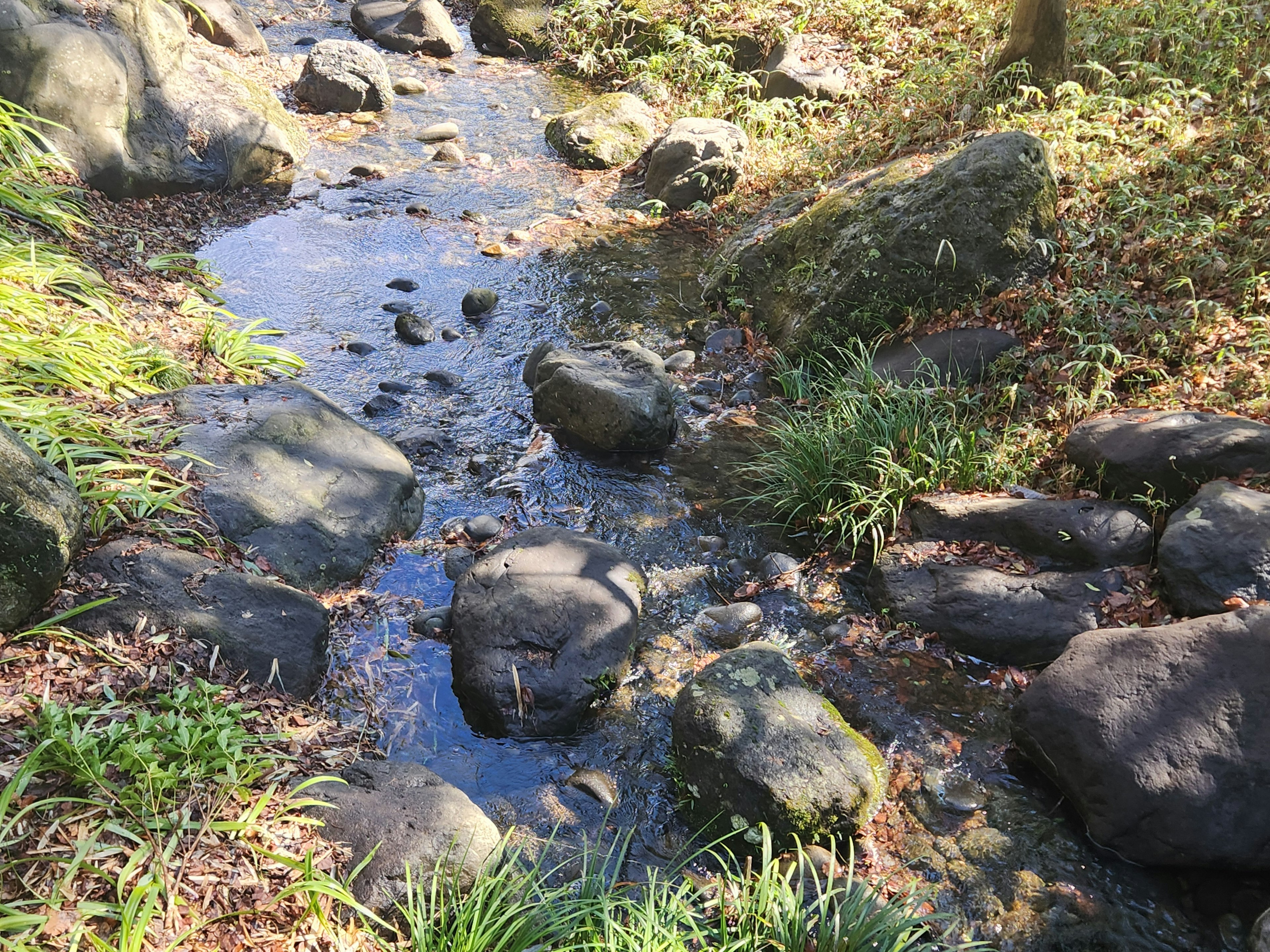 Un ruscello sereno con rocce circondate da una vegetazione lussureggiante e luce naturale