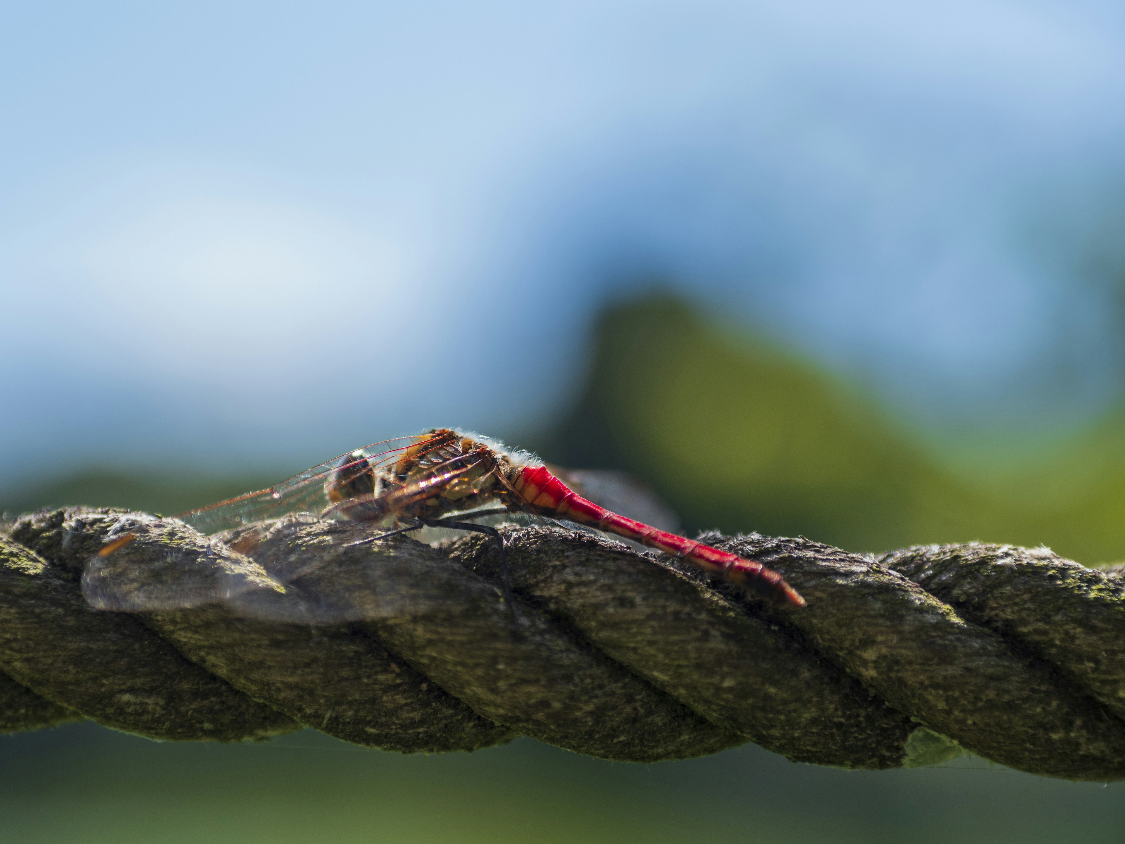 Un insecto rojo descansando sobre una cuerda con un fondo verde borroso