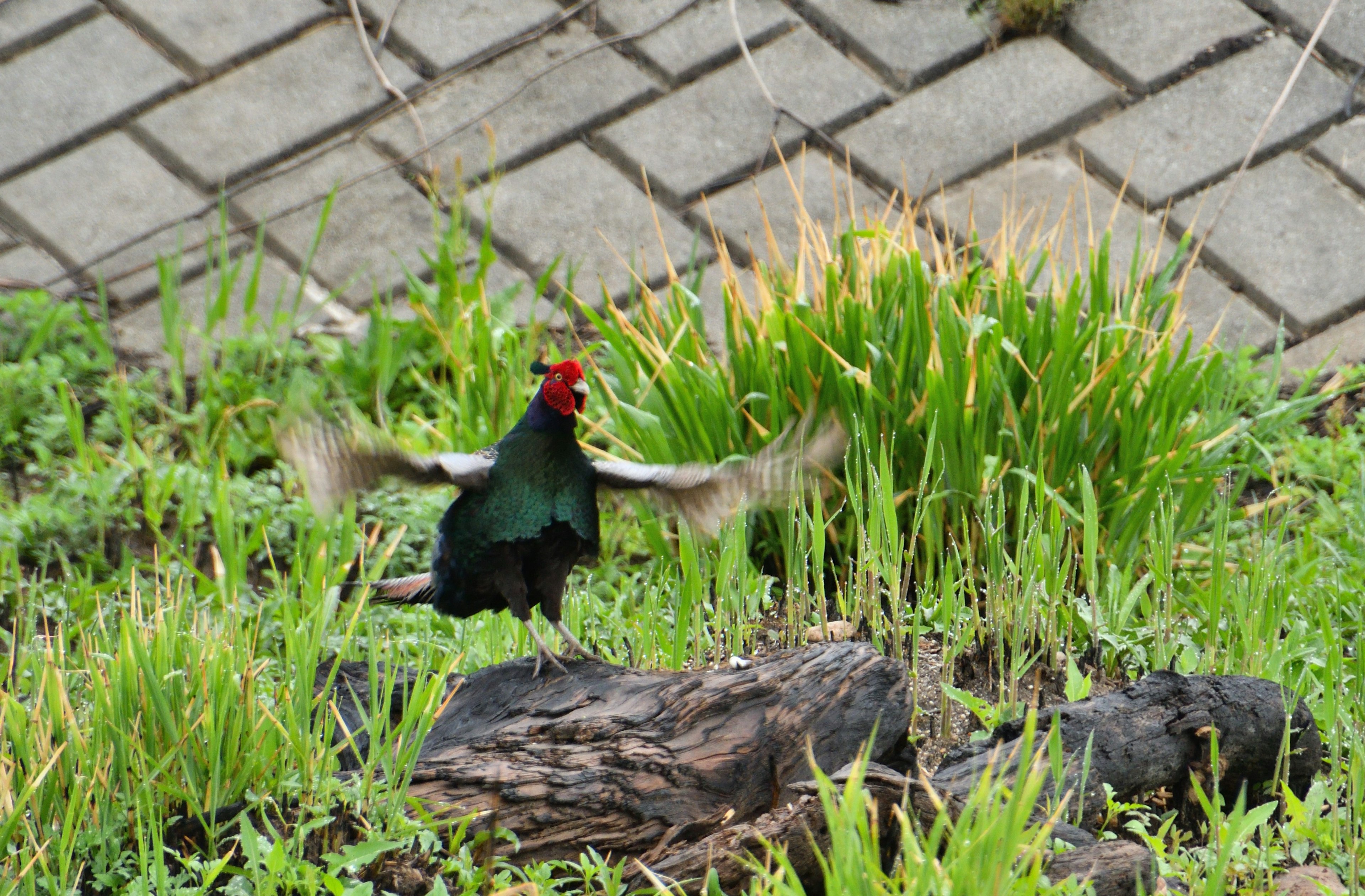 A bird with green feathers spreading its wings in the grass