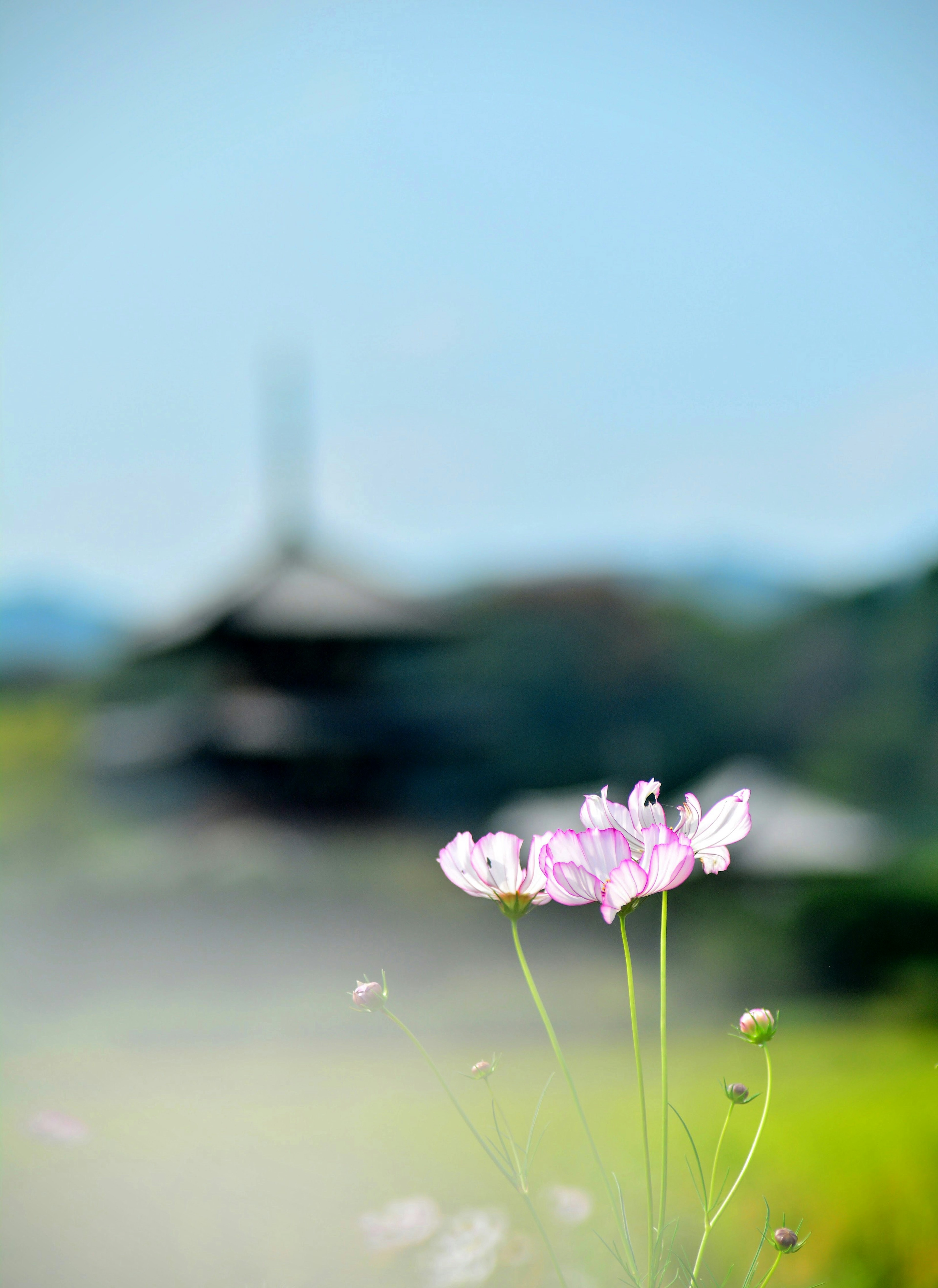 ぼやけた背景に咲くピンクの花と寺院のシルエット