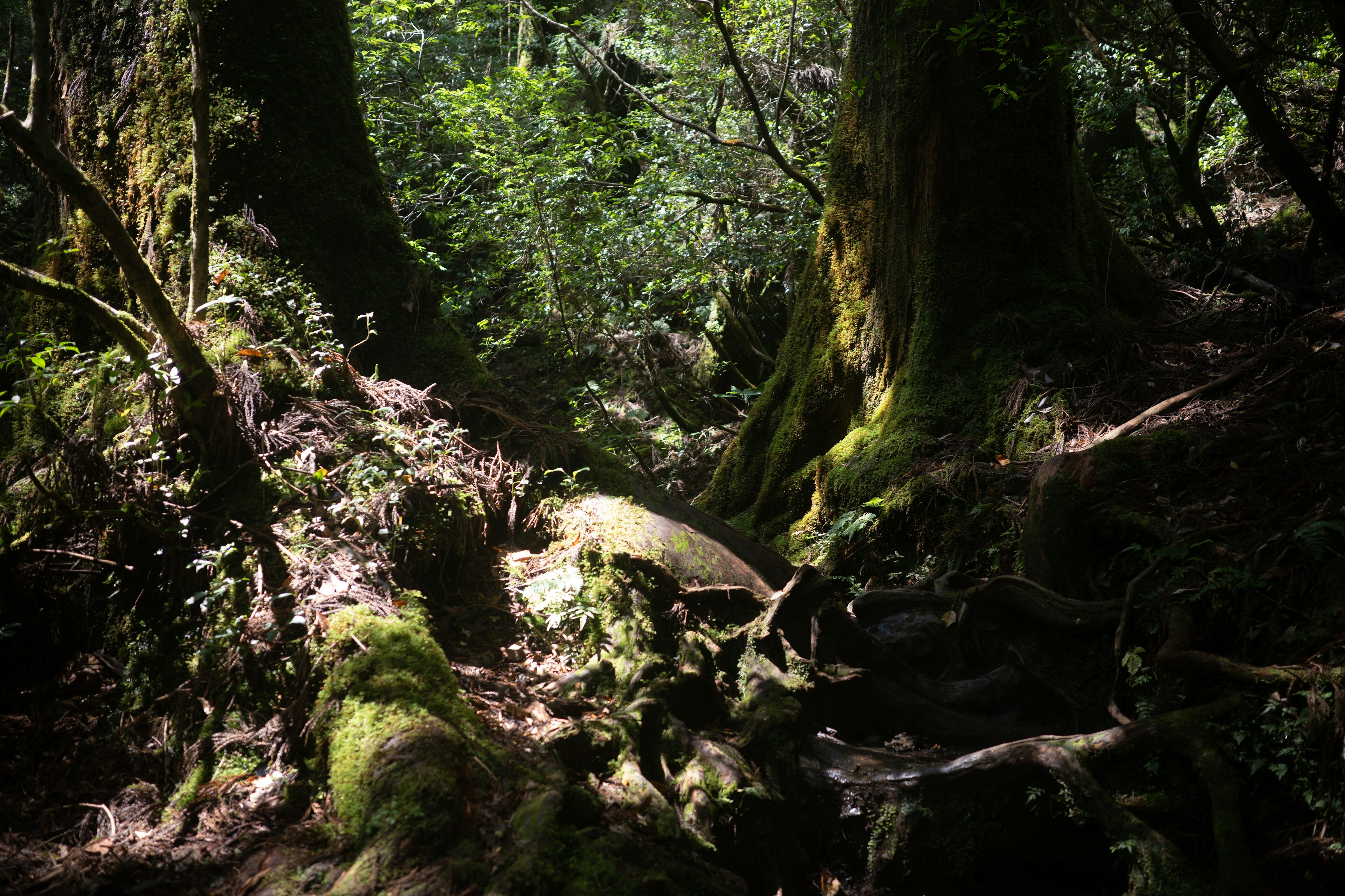 緑に覆われた森の中の木々と苔のある地面