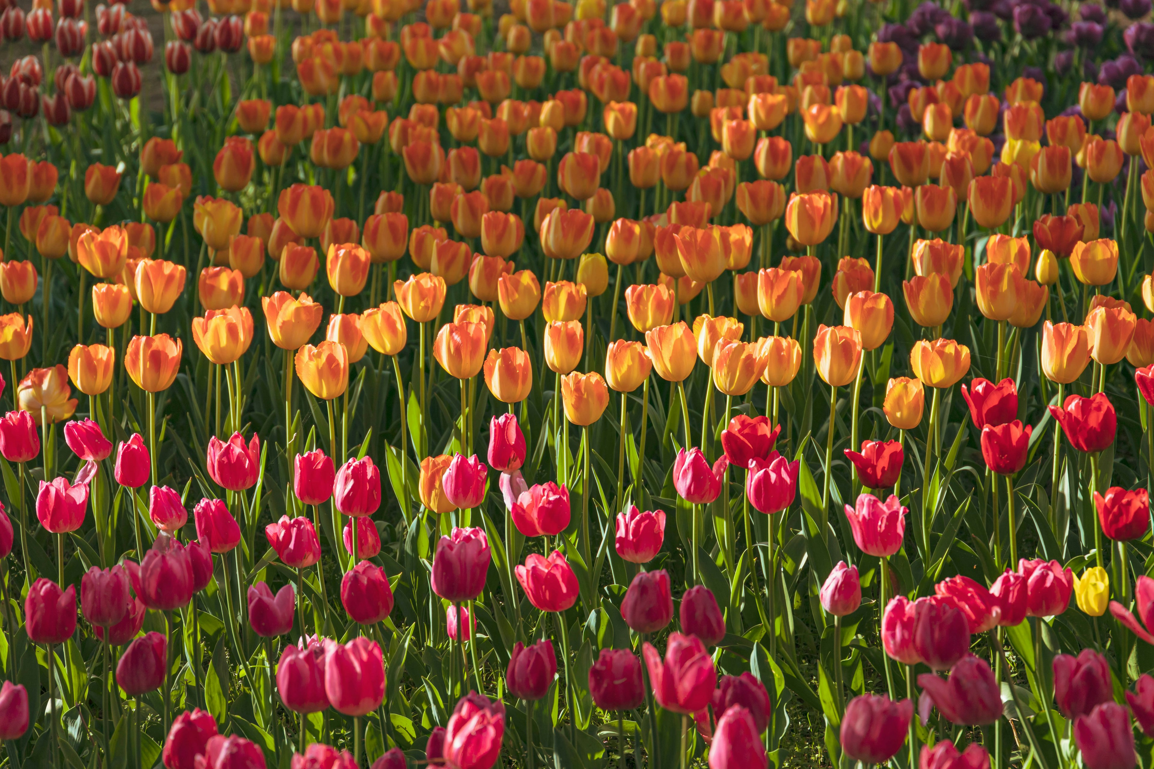 Campo di tulipani vivaci con un gradiente di colori