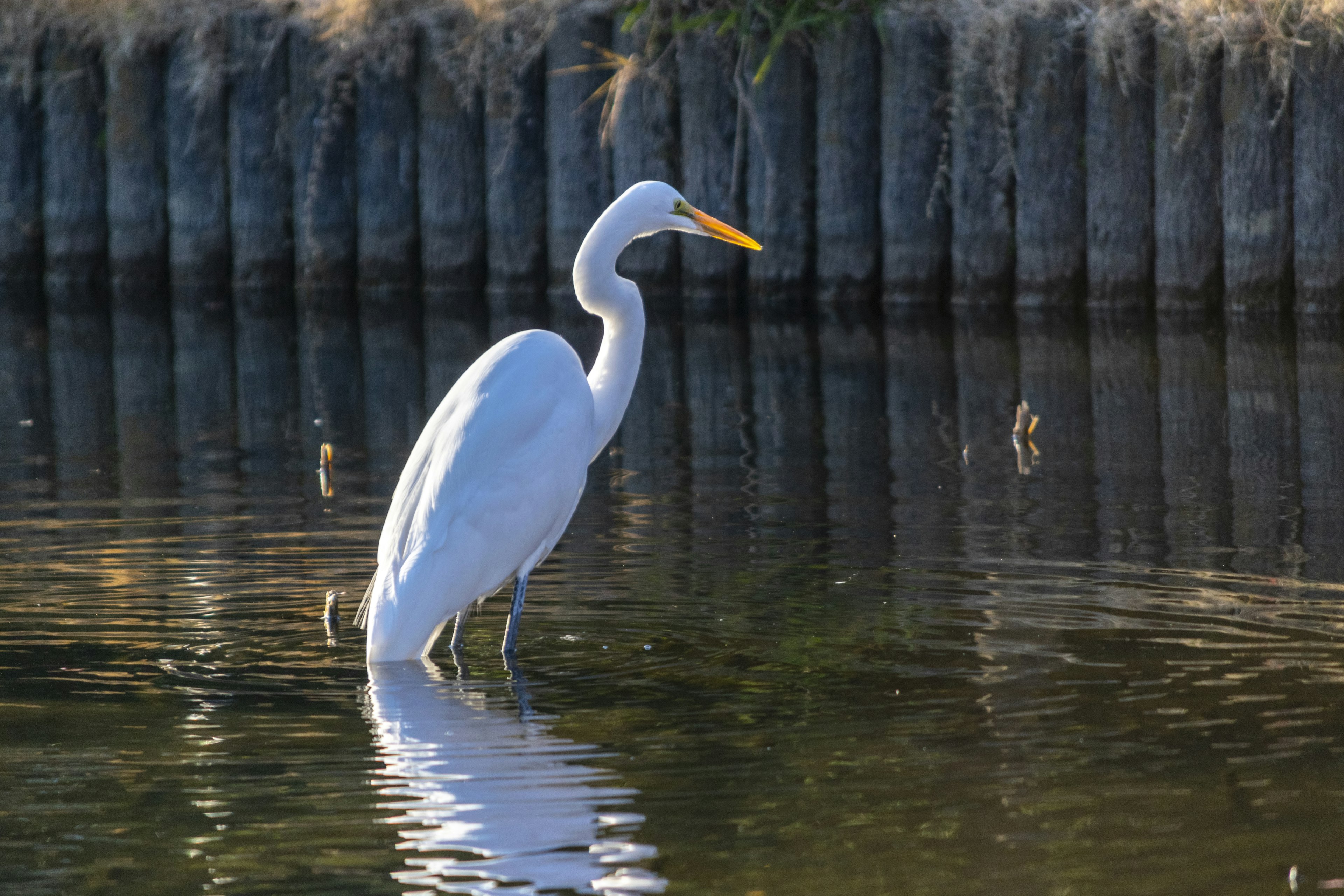 Un airone bianco in piedi nell'acqua con uno sfondo di pali di legno