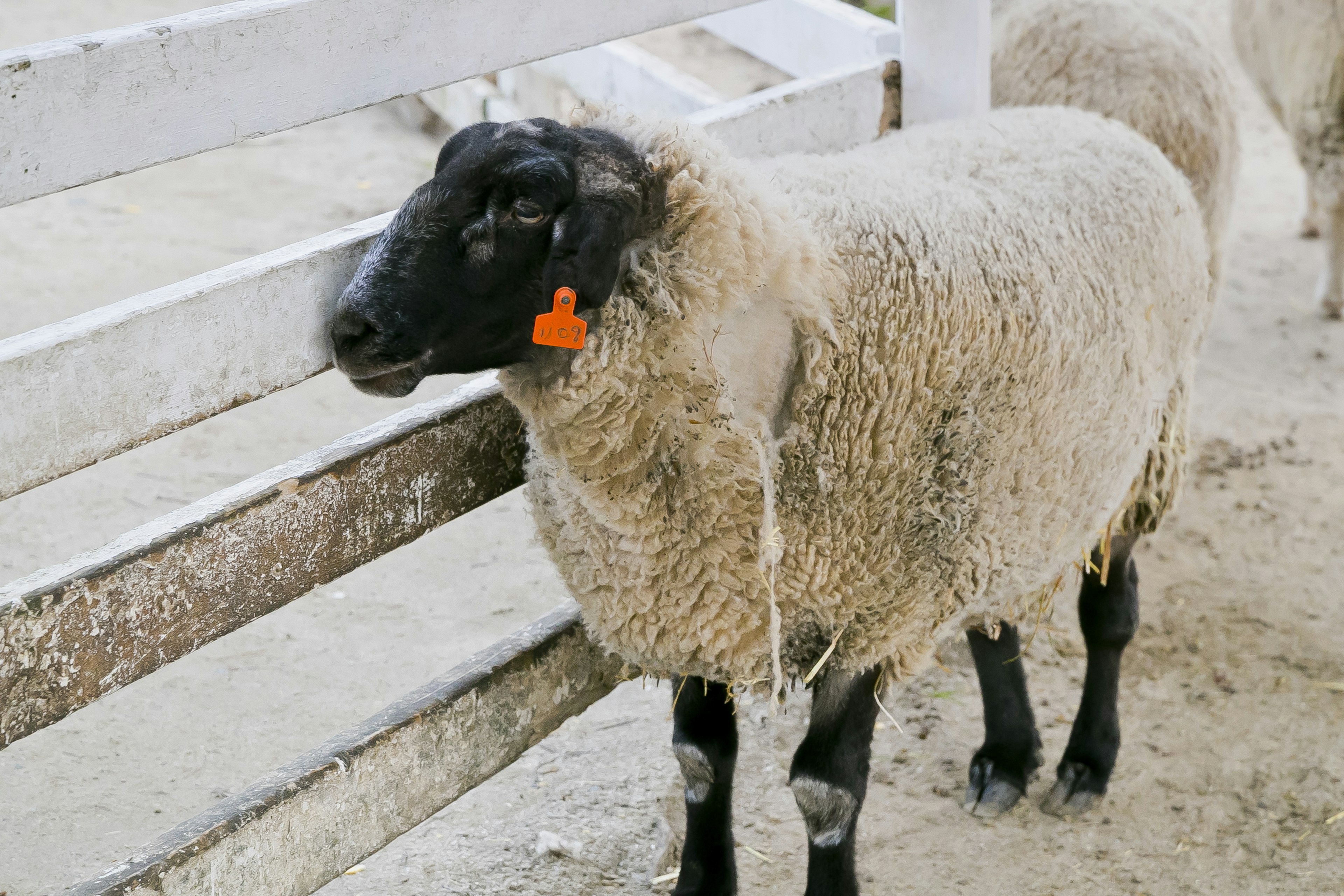 A sheep with a black face standing near a wooden fence