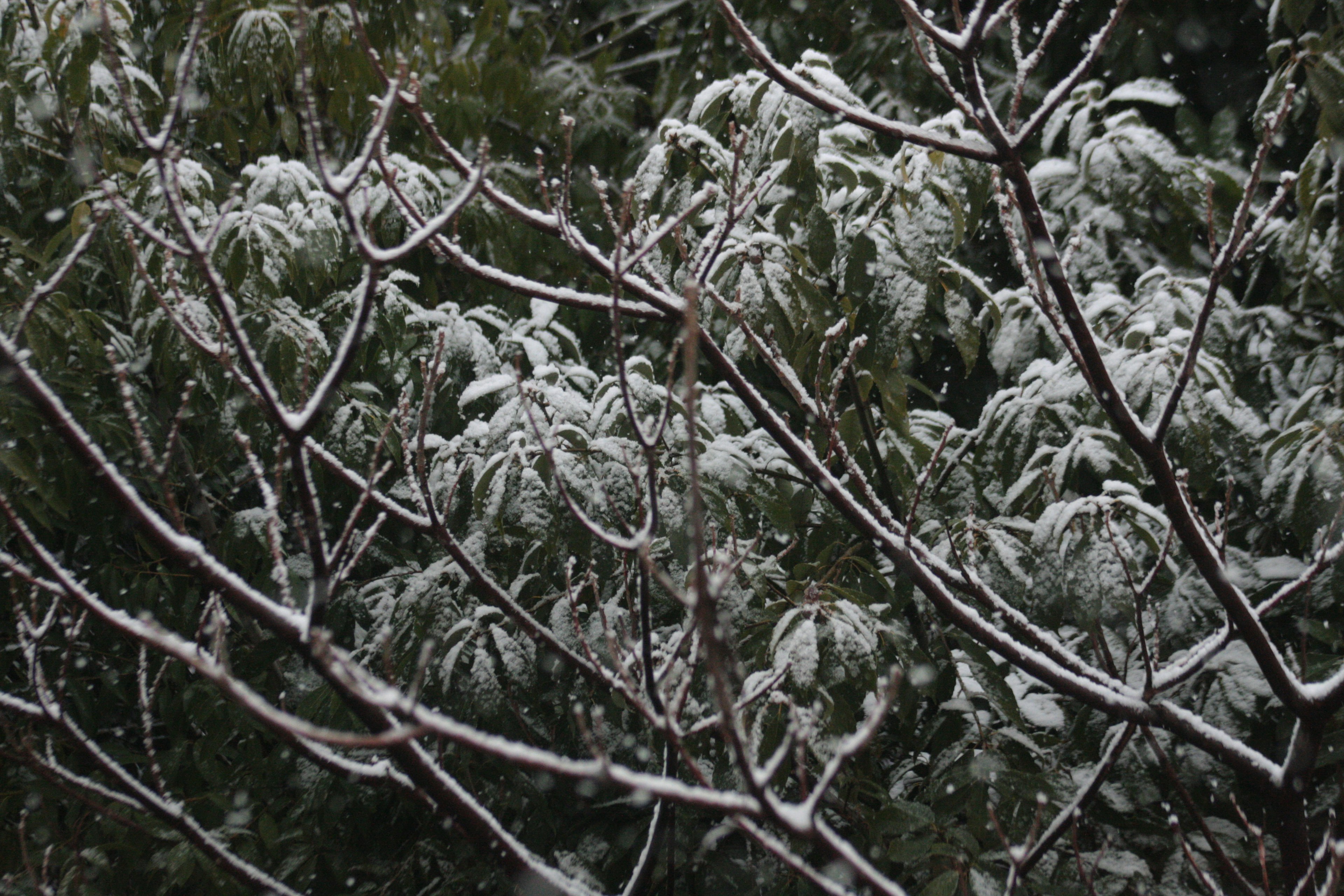 Photo of branches and leaves covered in snow