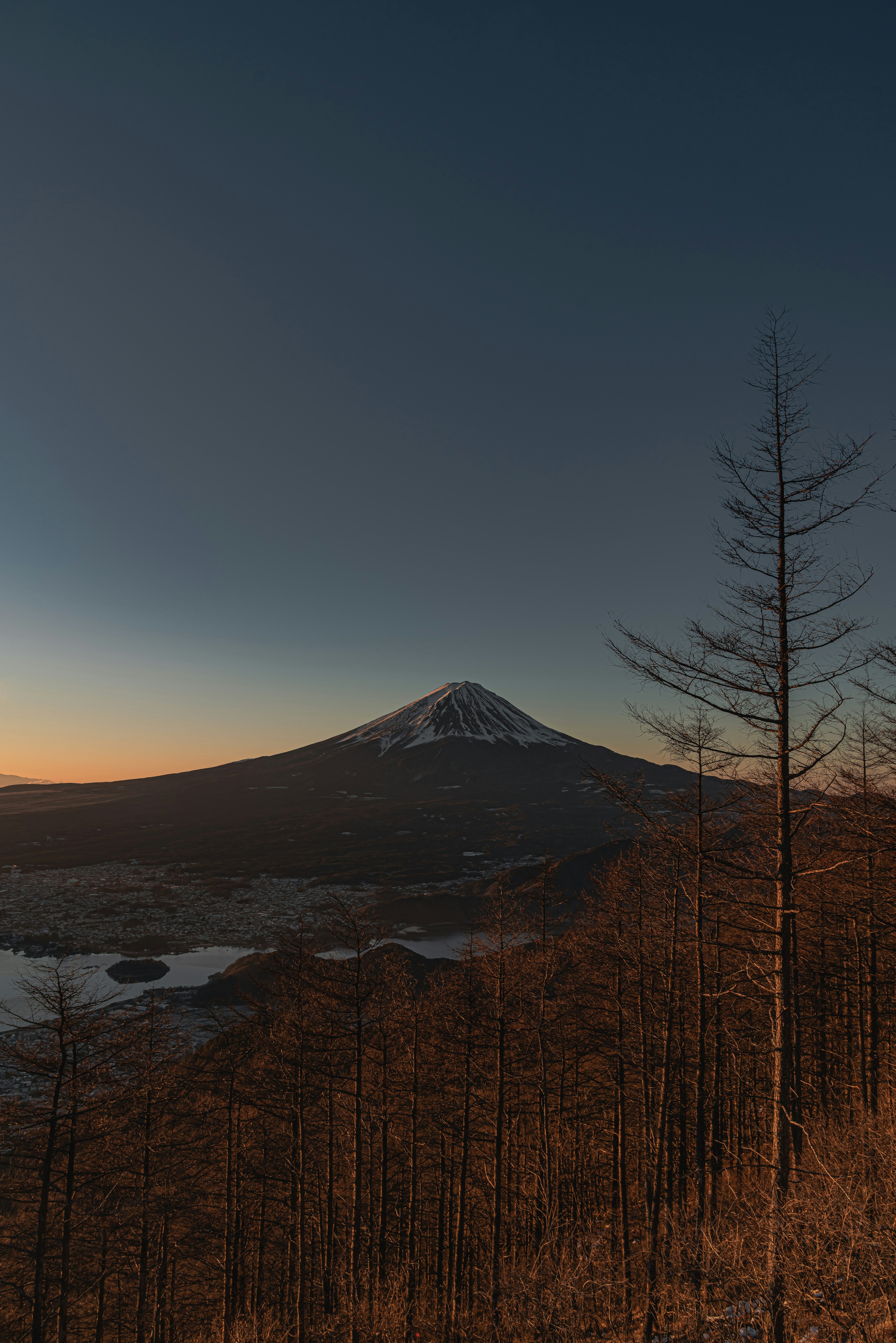 富士山壮丽的日落景观与前景中的干枯树木