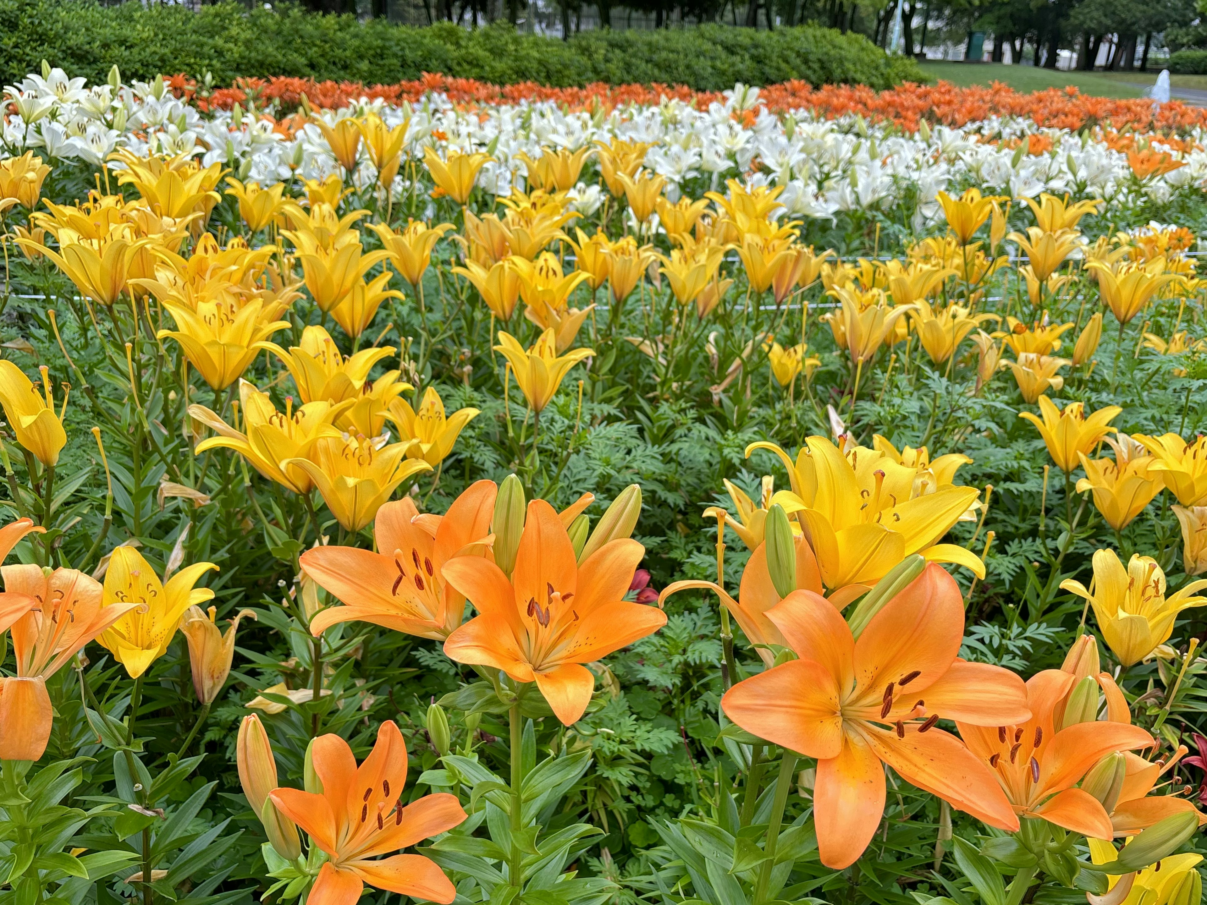 色とりどりのユリの花が咲き誇る庭の風景