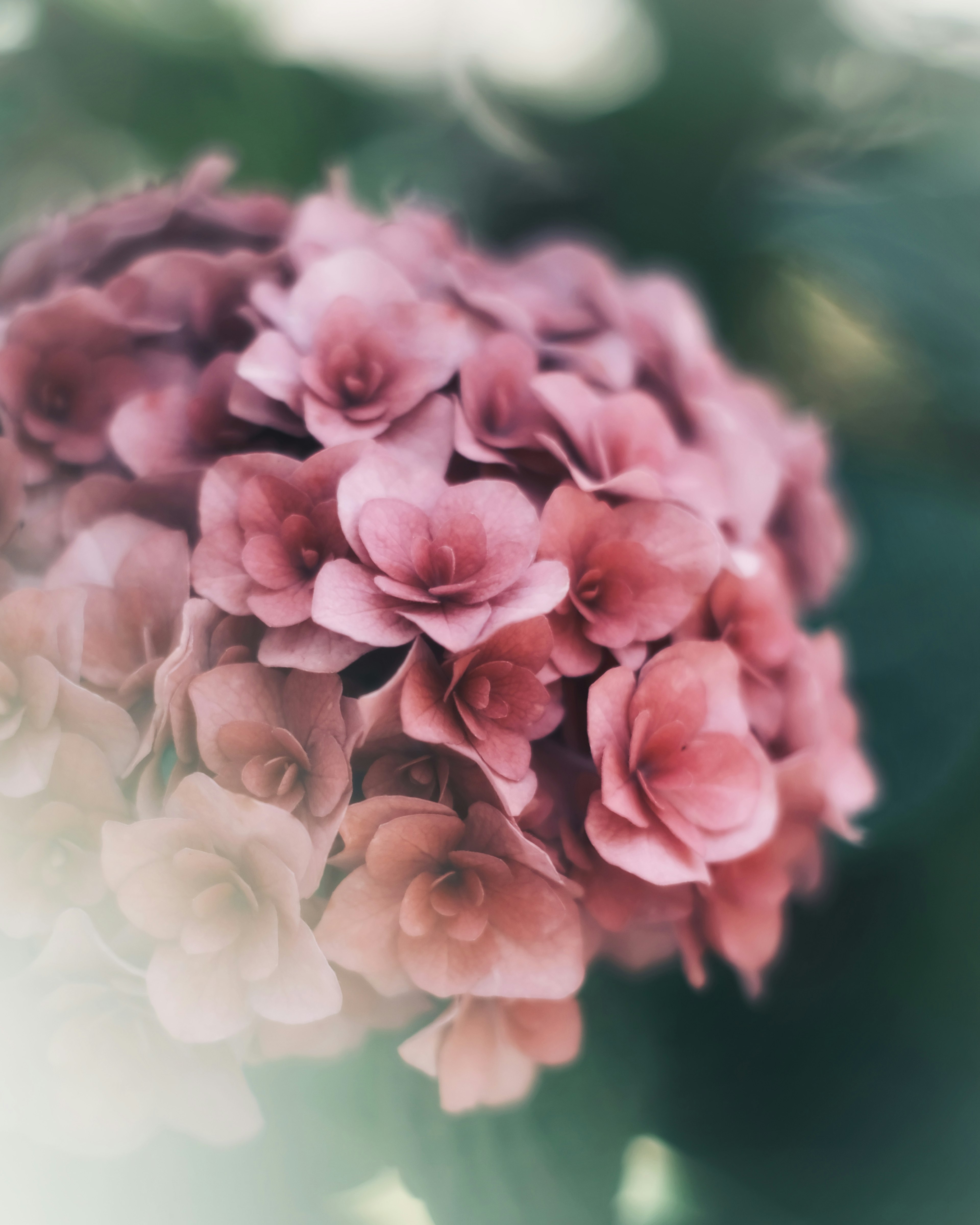 Close-up of a beautiful bouquet of pink flowers