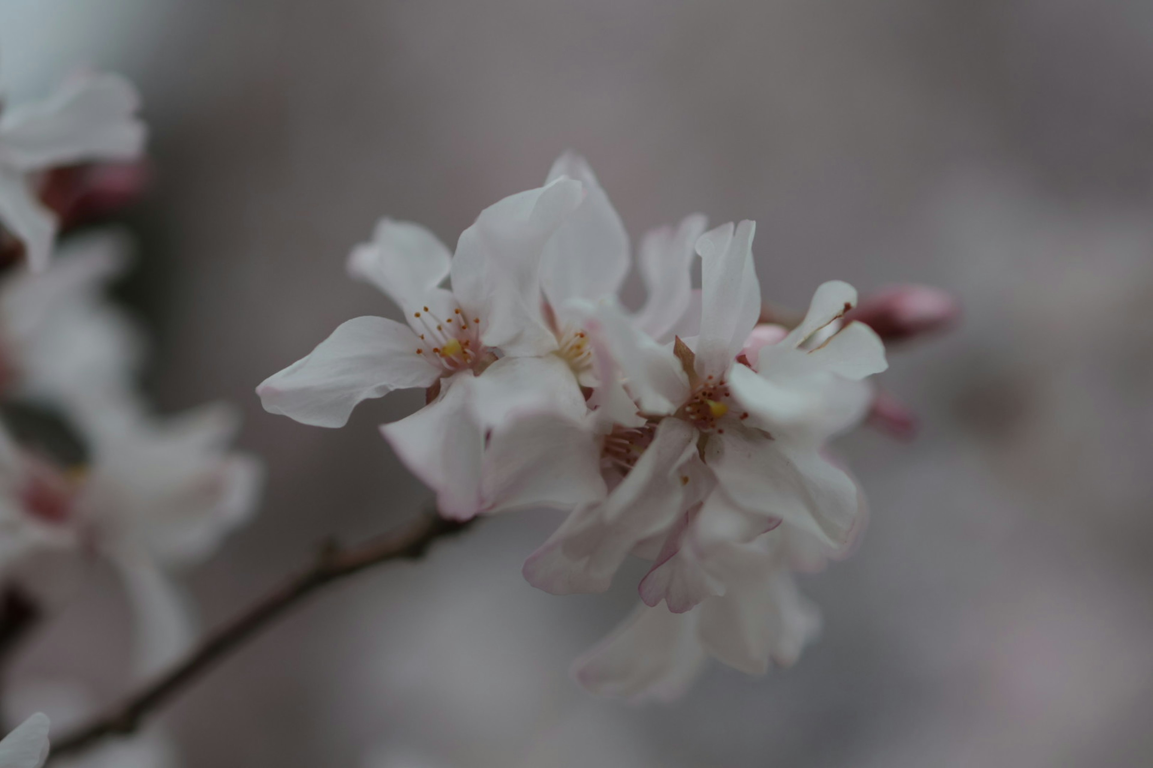 Kedekatan bunga sakura yang mekar