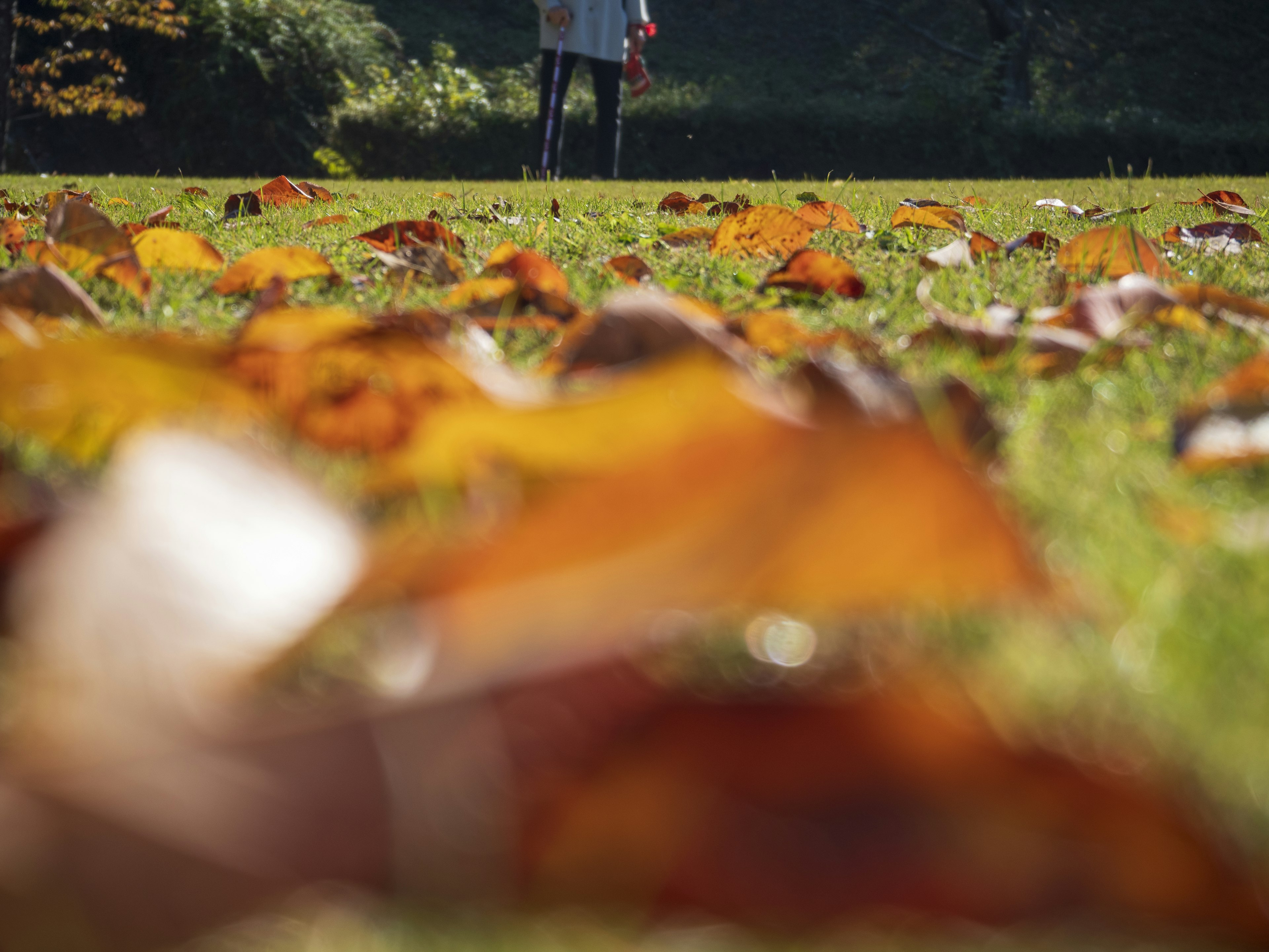 Escena de otoño en un parque con hojas caídas esparcidas y una persona a lo lejos