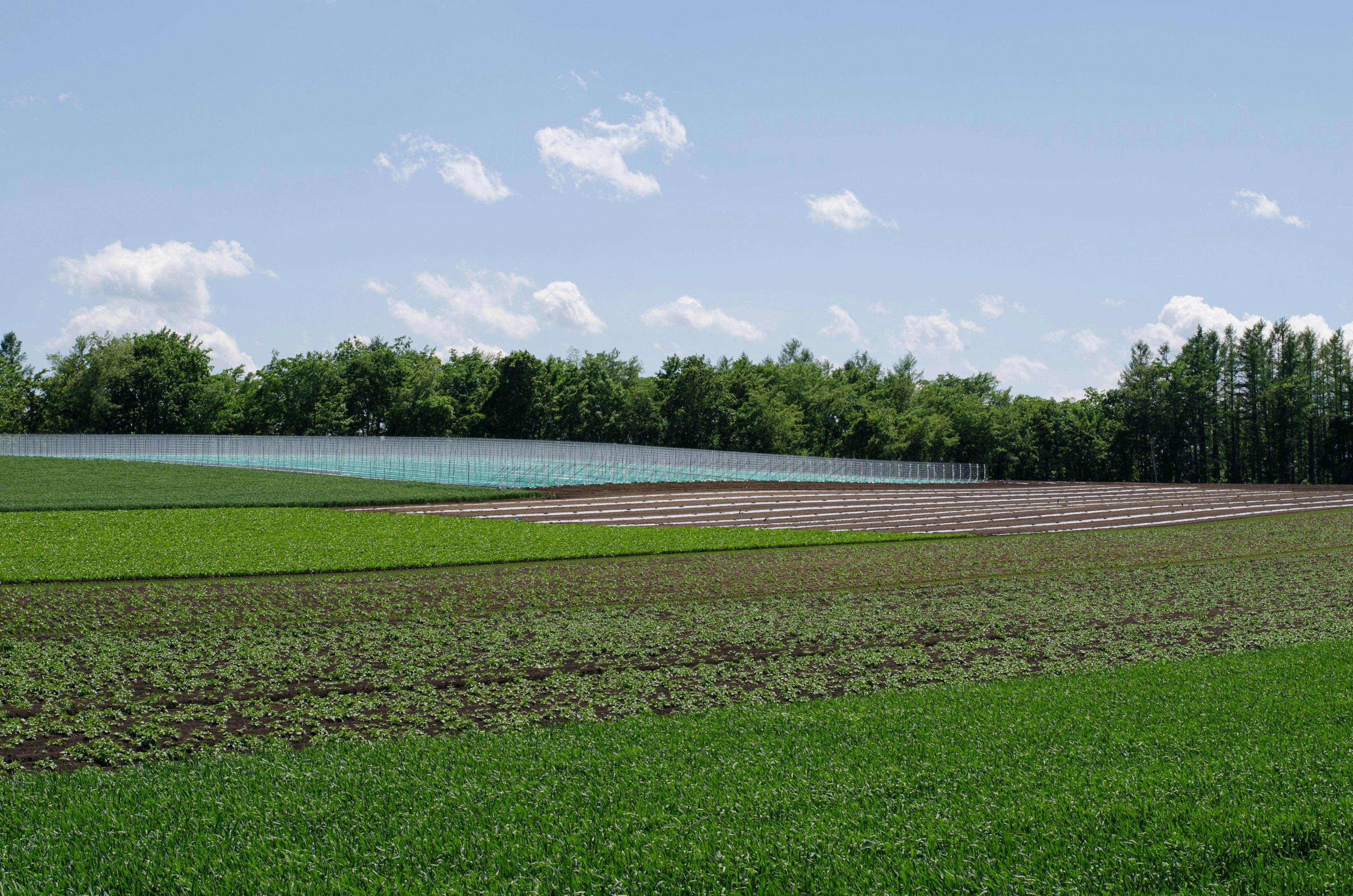 Terreno agricolo lussureggiante con colture verdi vibranti e cielo azzurro