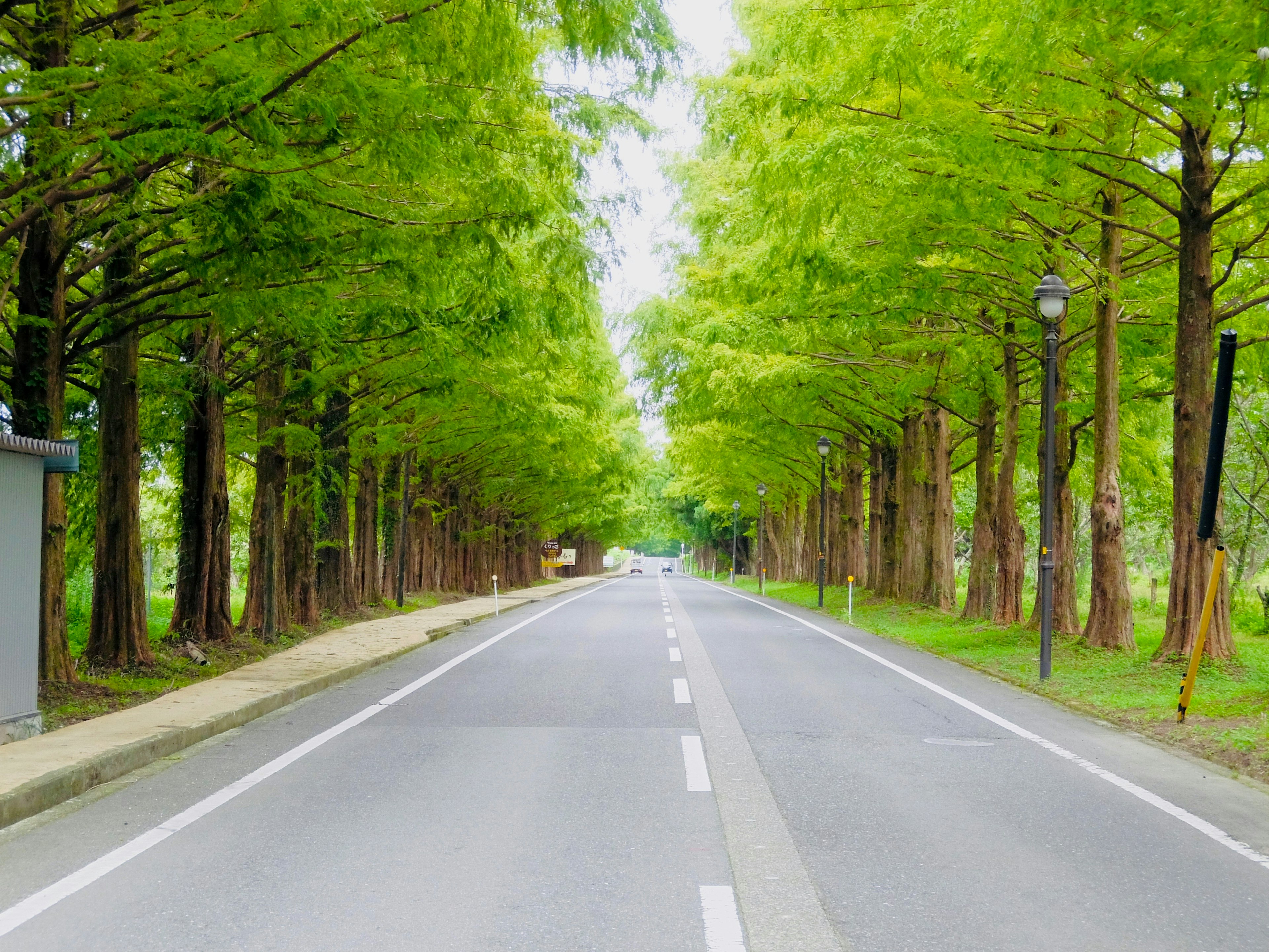 A serene road lined with vibrant green trees