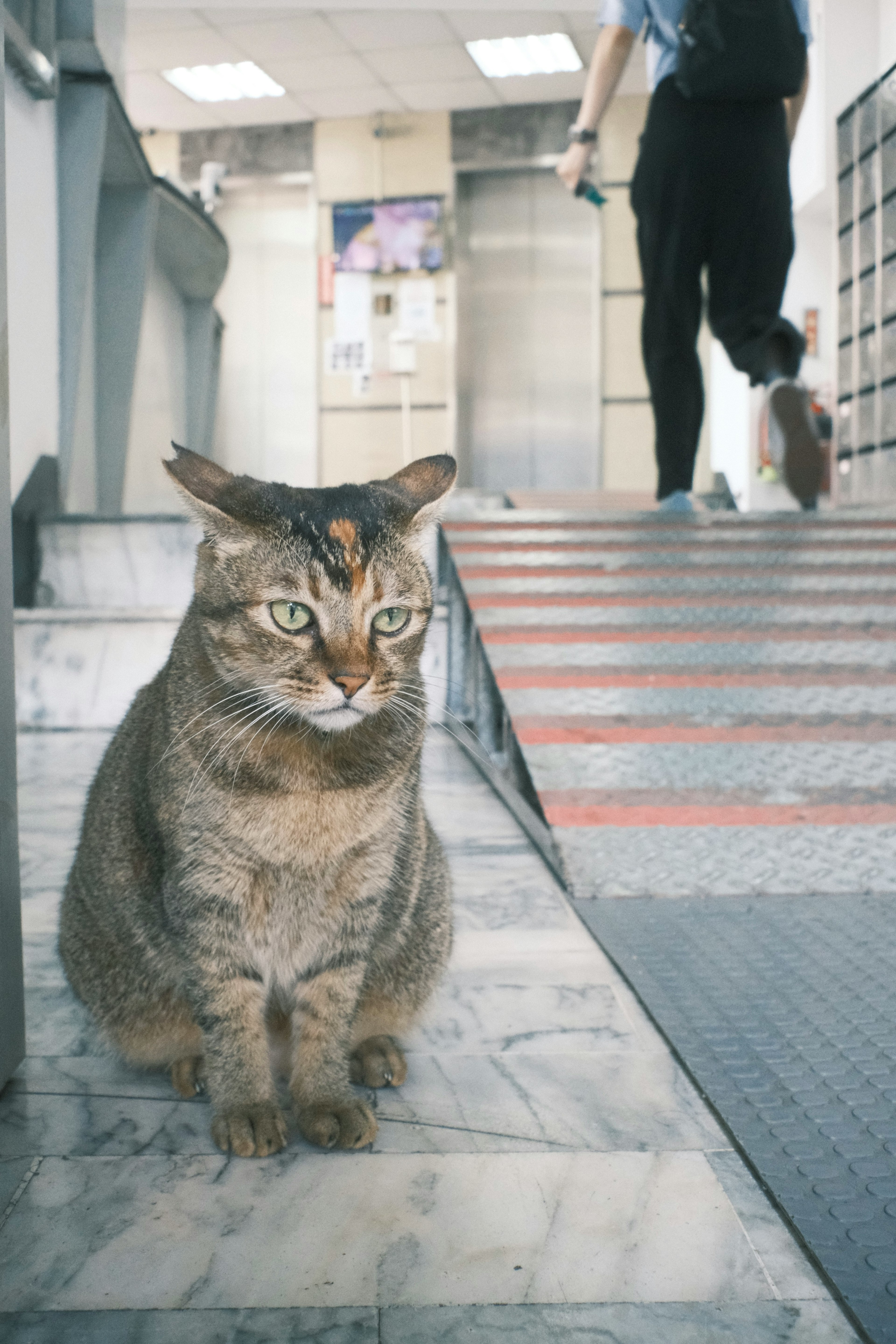 階段の上に座っている猫と後ろを歩く人